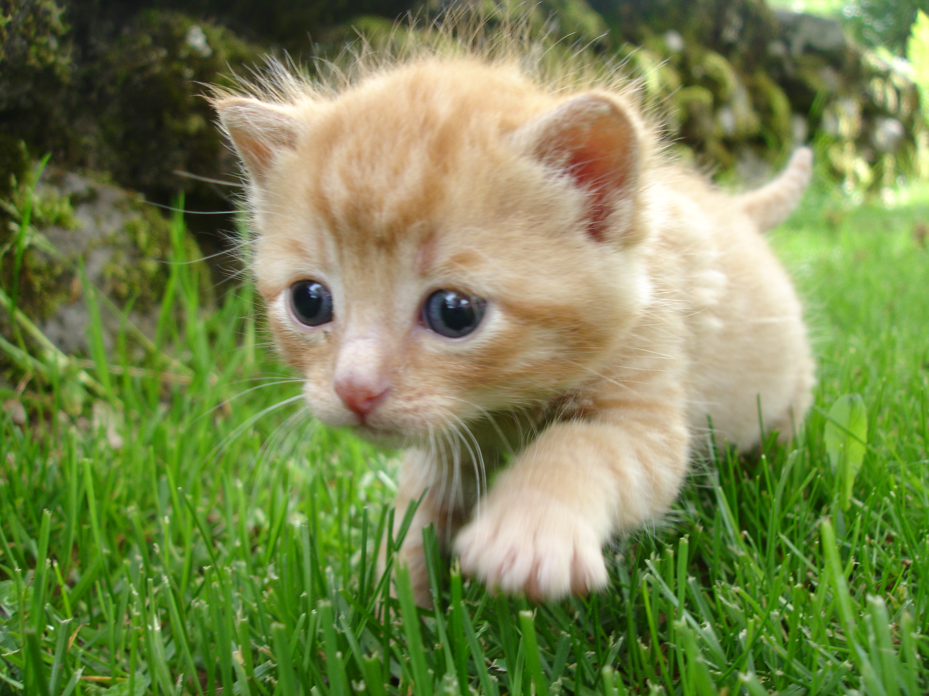 cats, blue eyes, animals, grass, kittens - desktop wallpaper