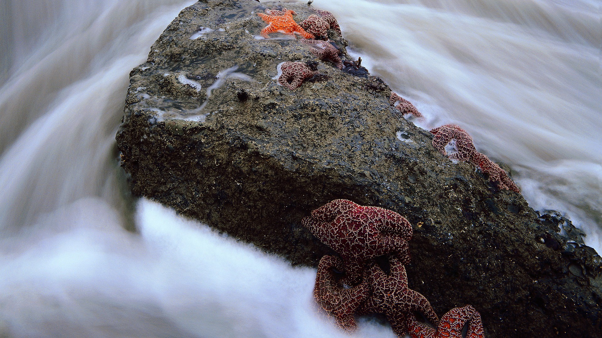 water, nature, rocks, starfish - desktop wallpaper