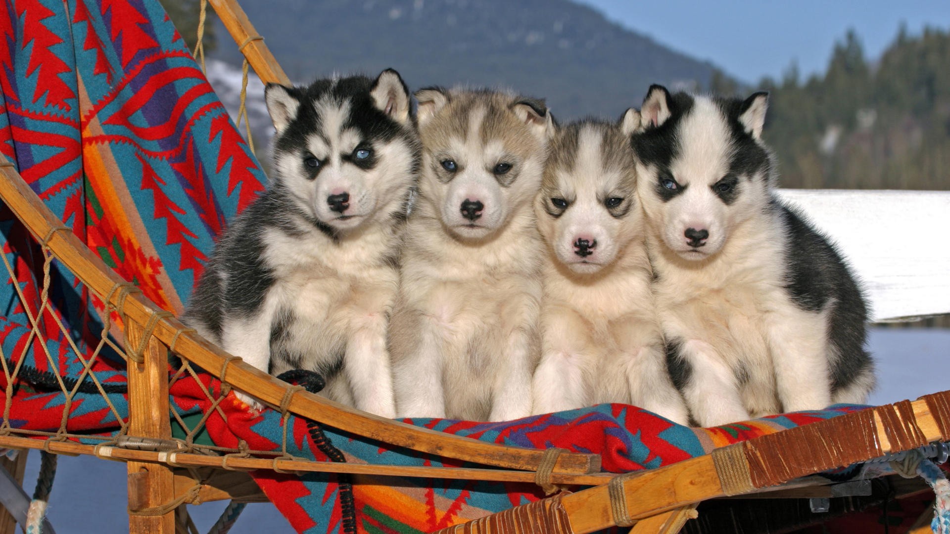 animals, puppies, angry, Siberian husky - desktop wallpaper
