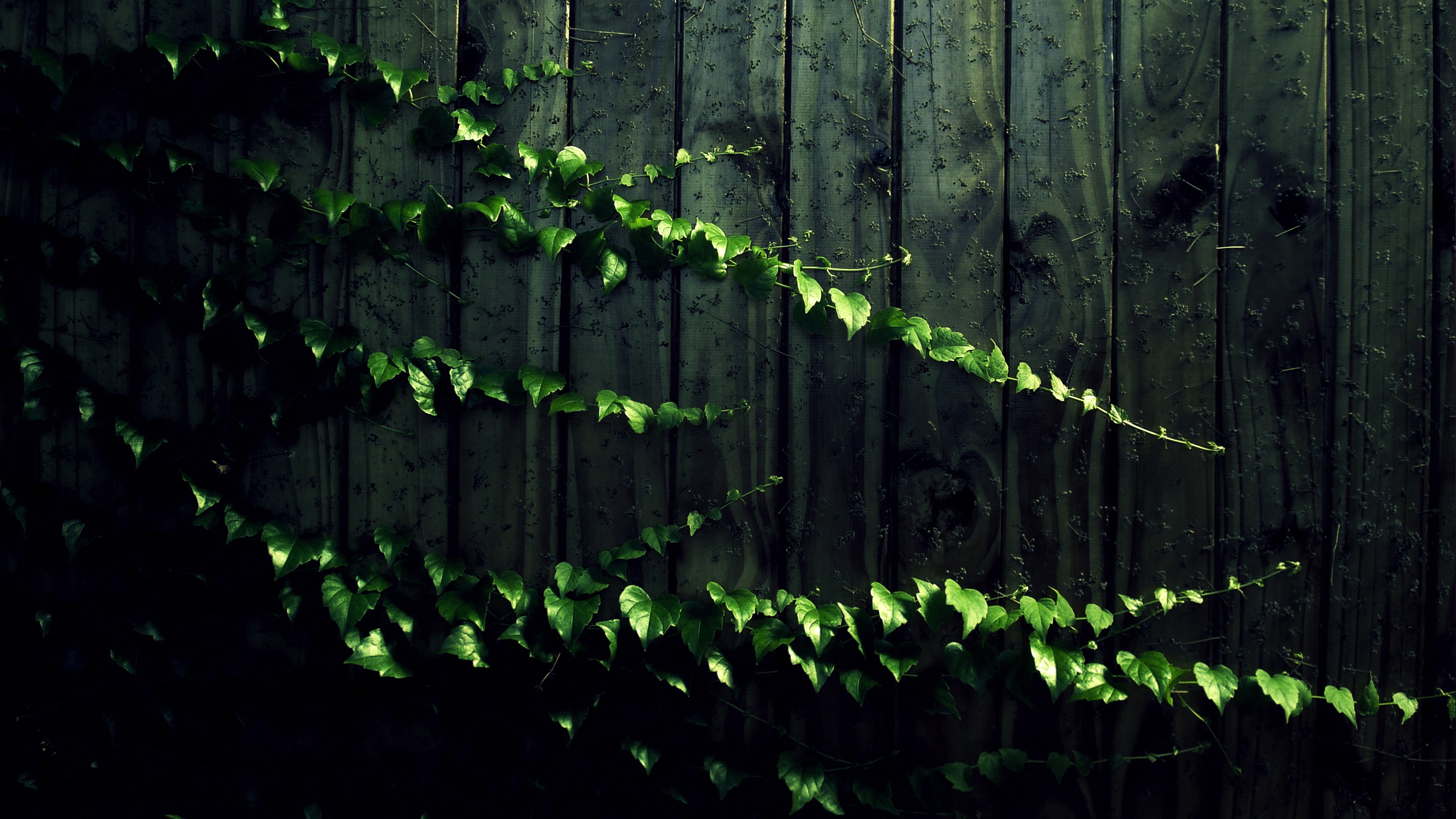 wood, leaves, wood panels, vines - desktop wallpaper