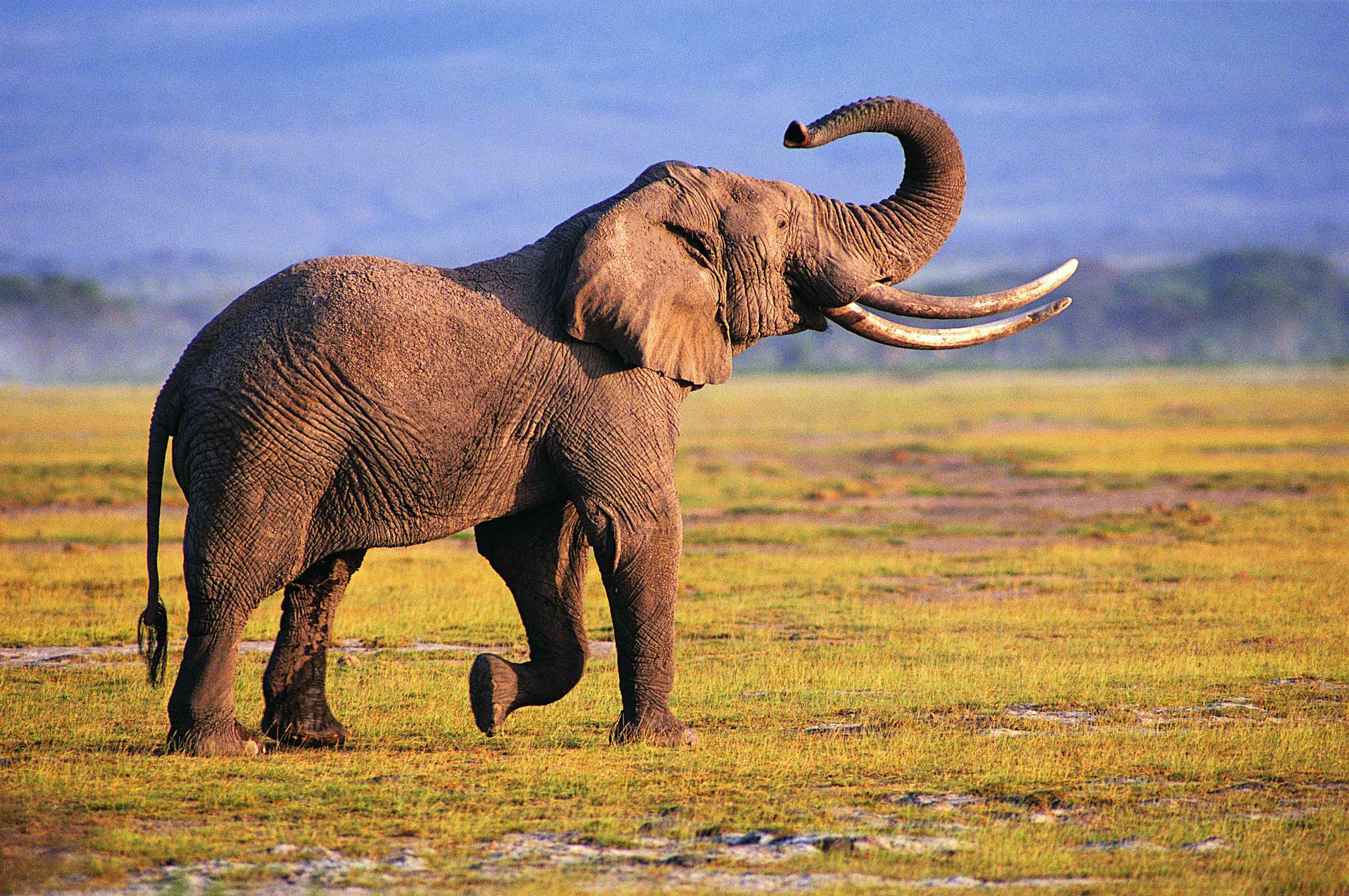 wildlife, elephants - desktop wallpaper