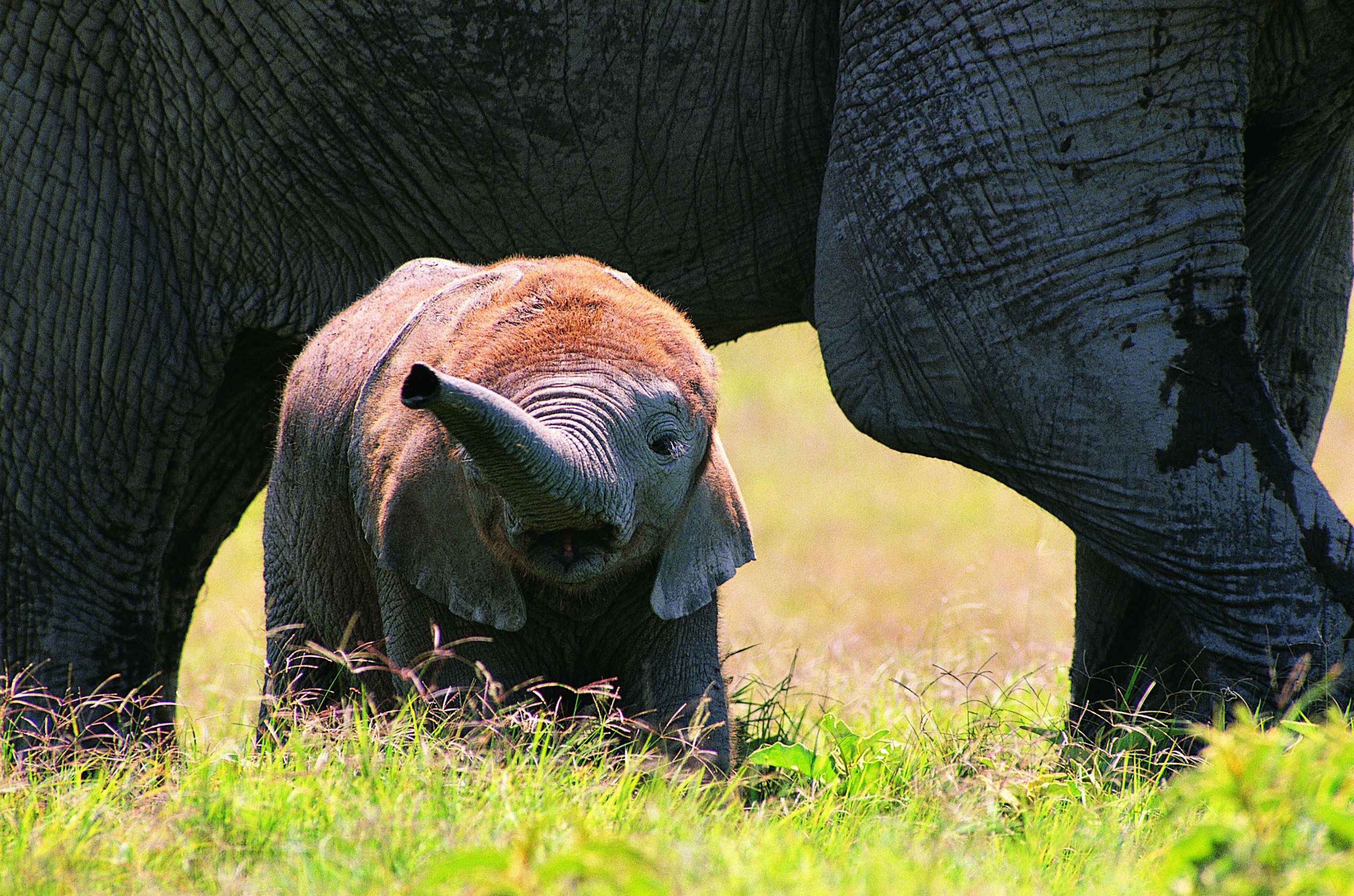 animals, wildlife, elephants, baby elephant, baby animals - desktop wallpaper