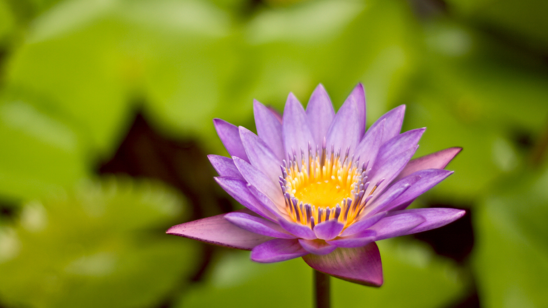 flowers, lily pads, pink flowers, blurred background, water lilies - desktop wallpaper