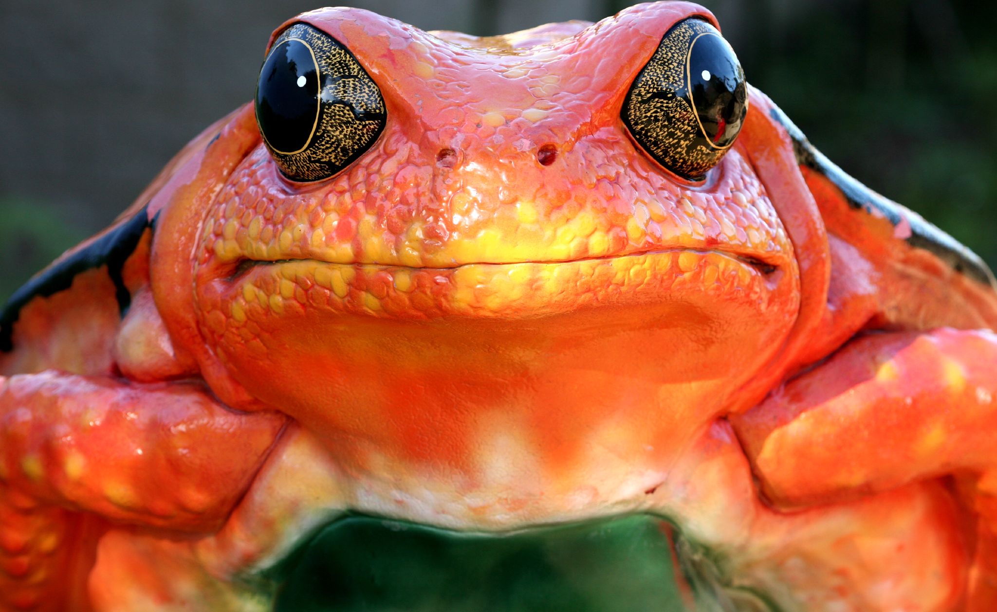 close-up, frogs, amphibians - desktop wallpaper
