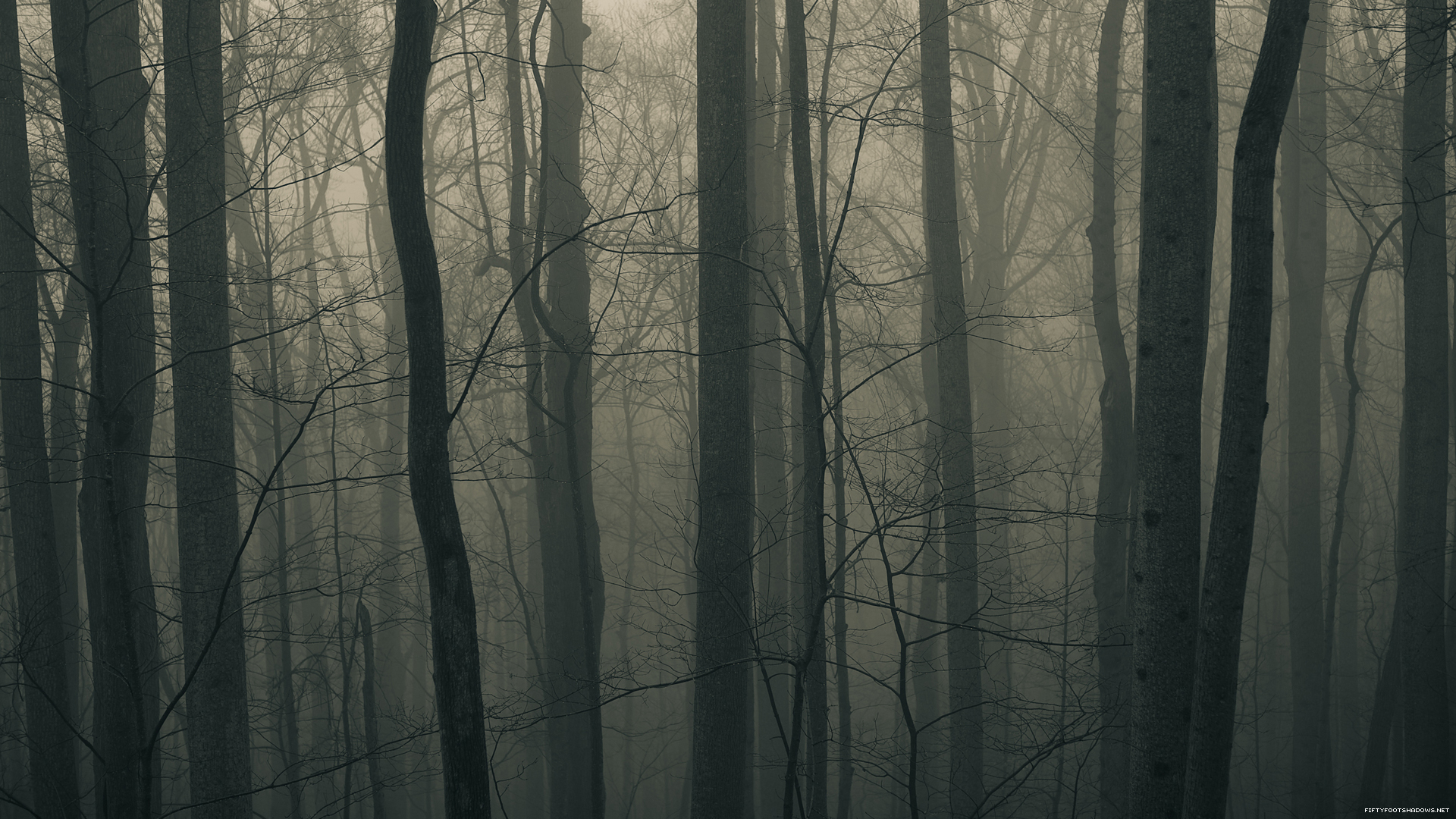trees, mist - desktop wallpaper