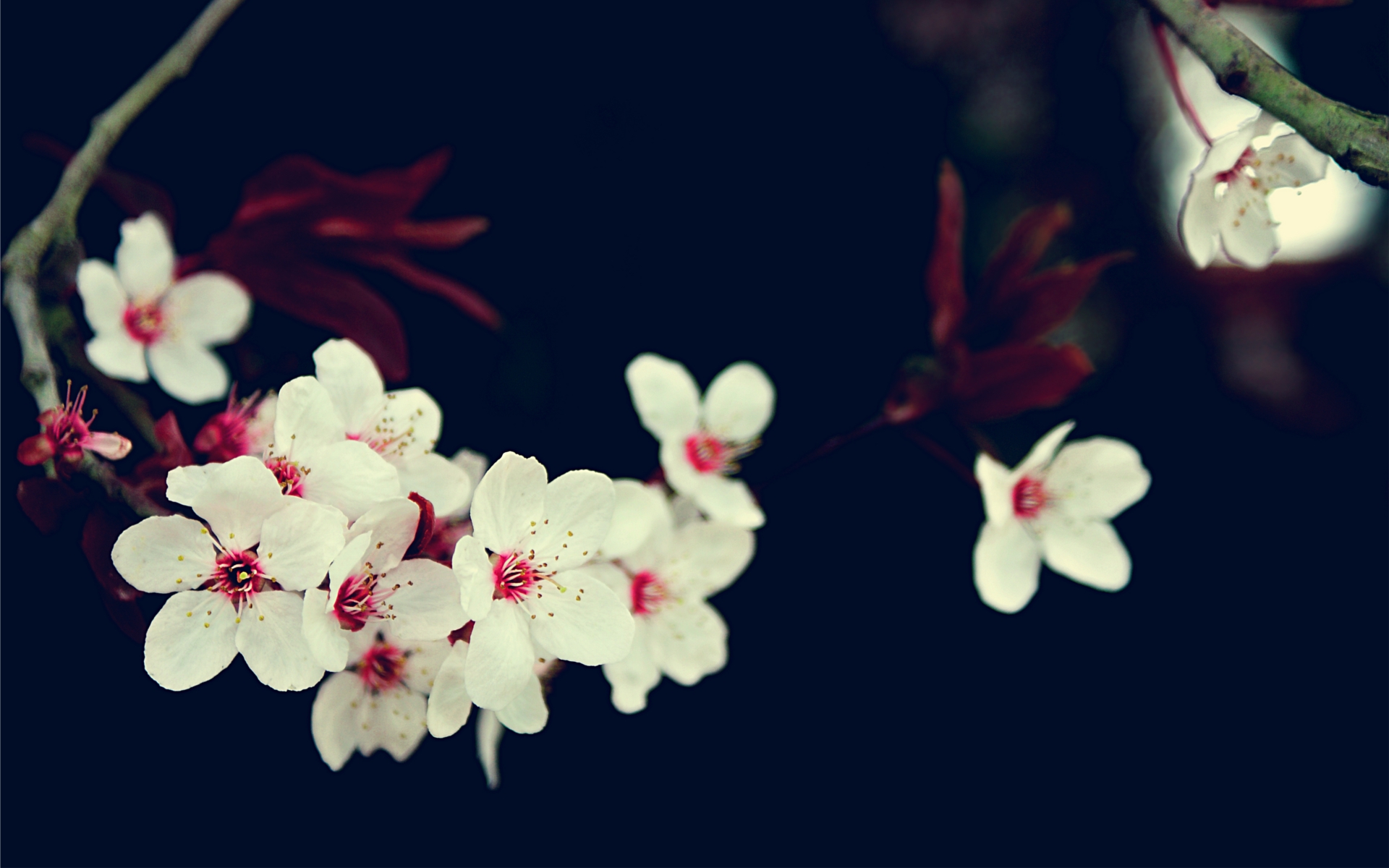 cherry blossoms, flowers, white flowers - desktop wallpaper
