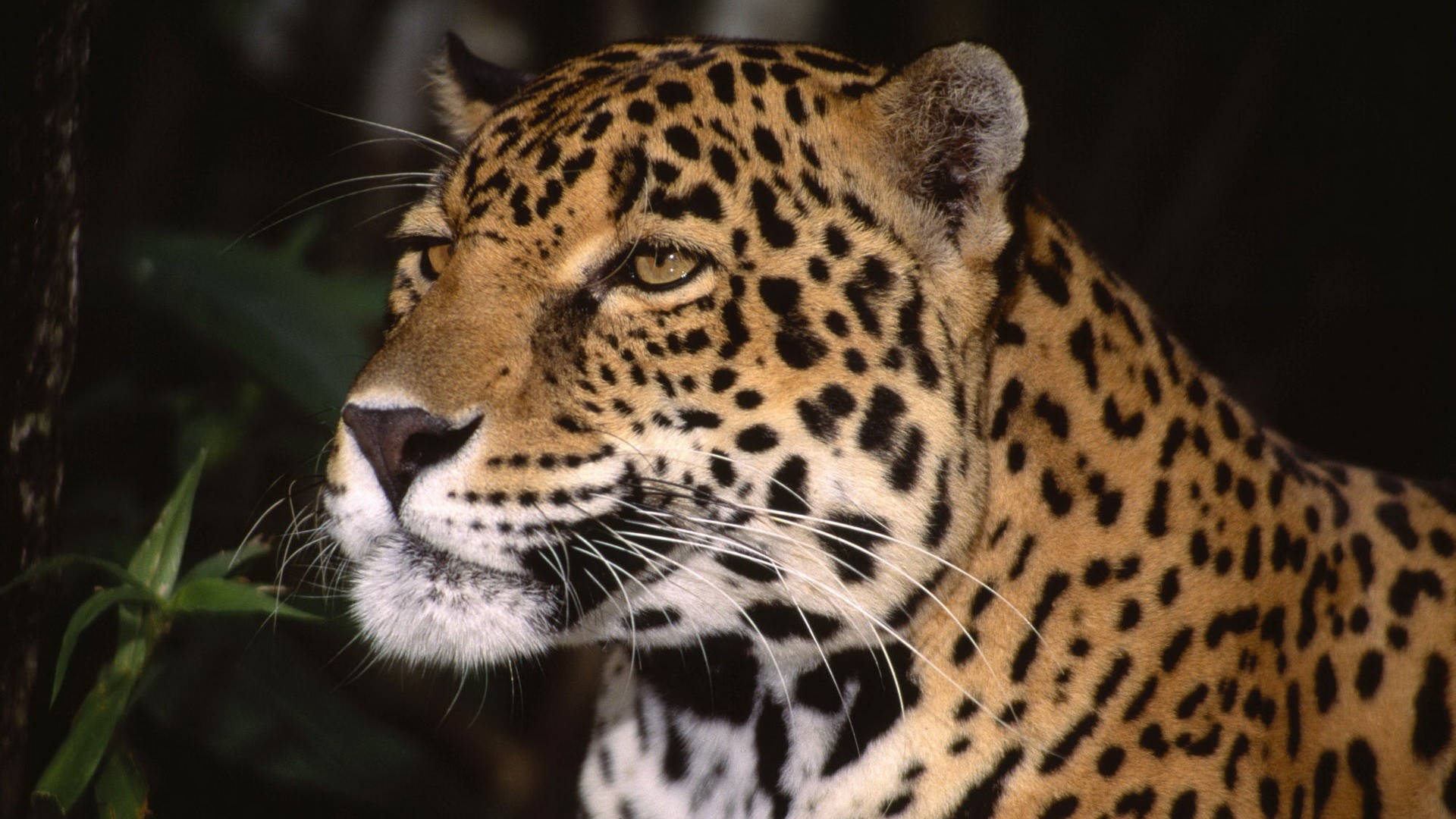 animals, profile, jaguars - desktop wallpaper