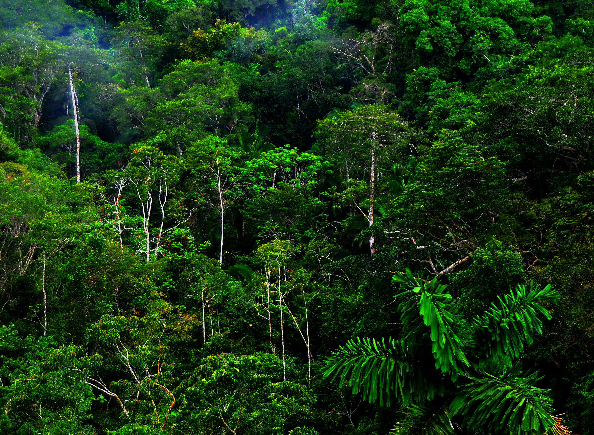 nature, trees, jungle, forests - desktop wallpaper