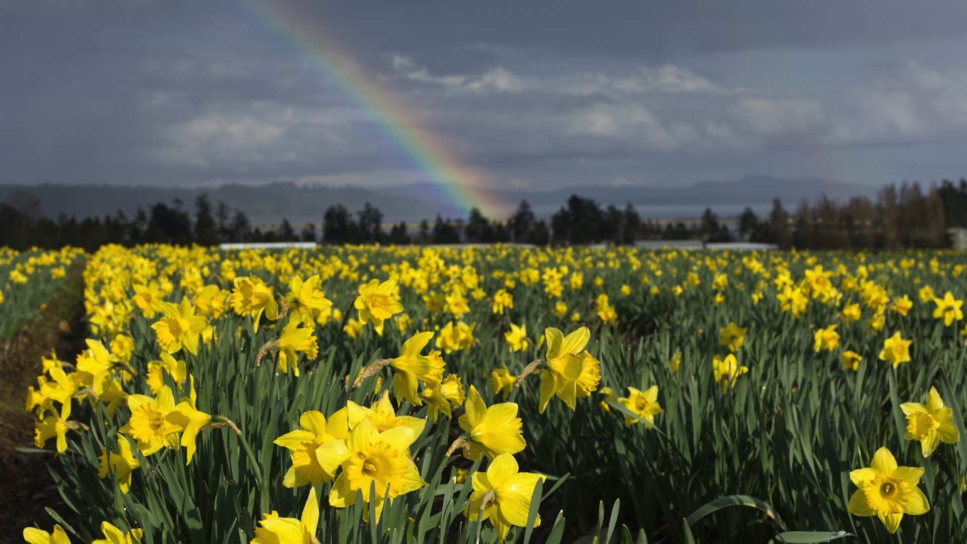 Vancouver, islands, British Columbia, daffodils - desktop wallpaper