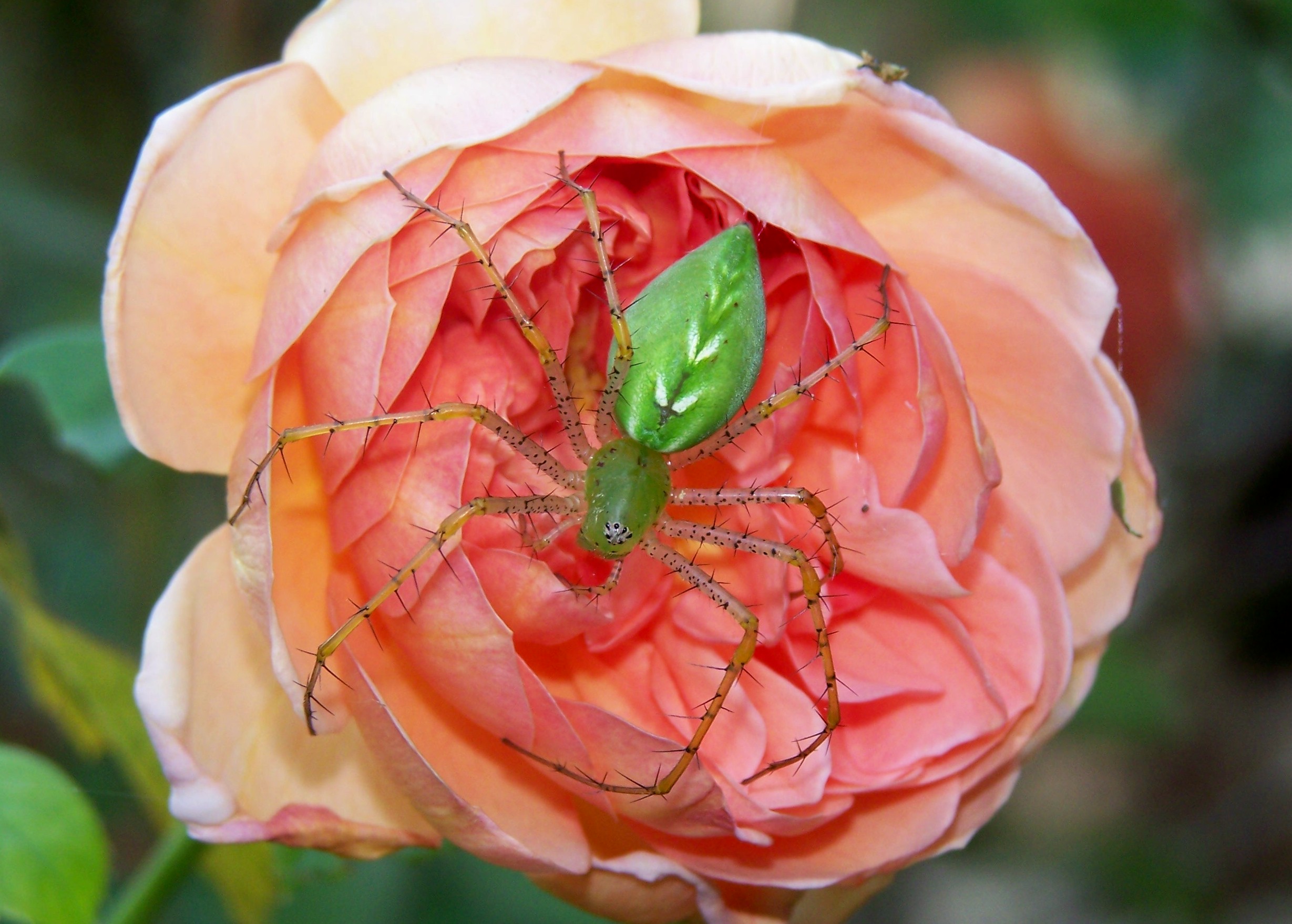 close-up, flowers, animals, insects, spiders - desktop wallpaper