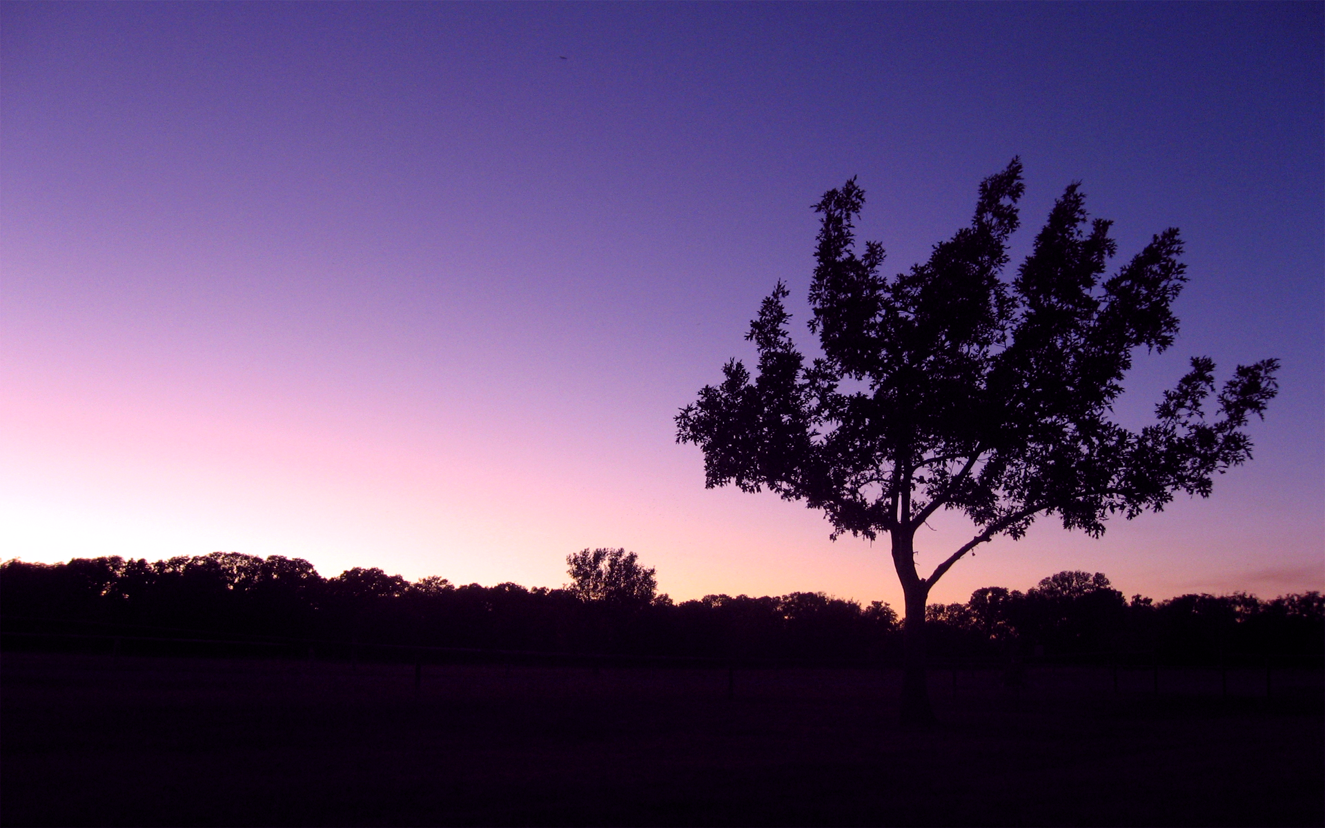 evening, skies, lone tree - desktop wallpaper