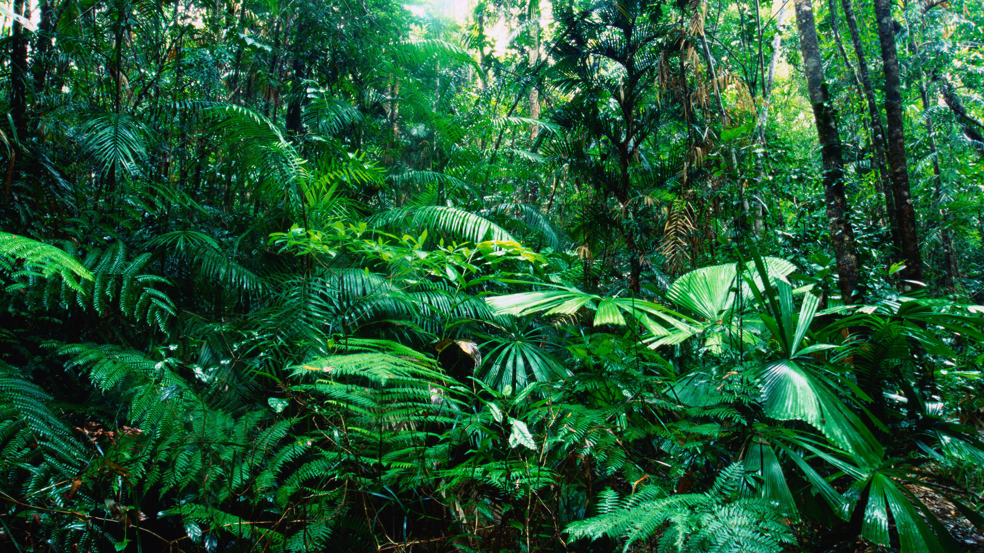 green, nature, forests - desktop wallpaper