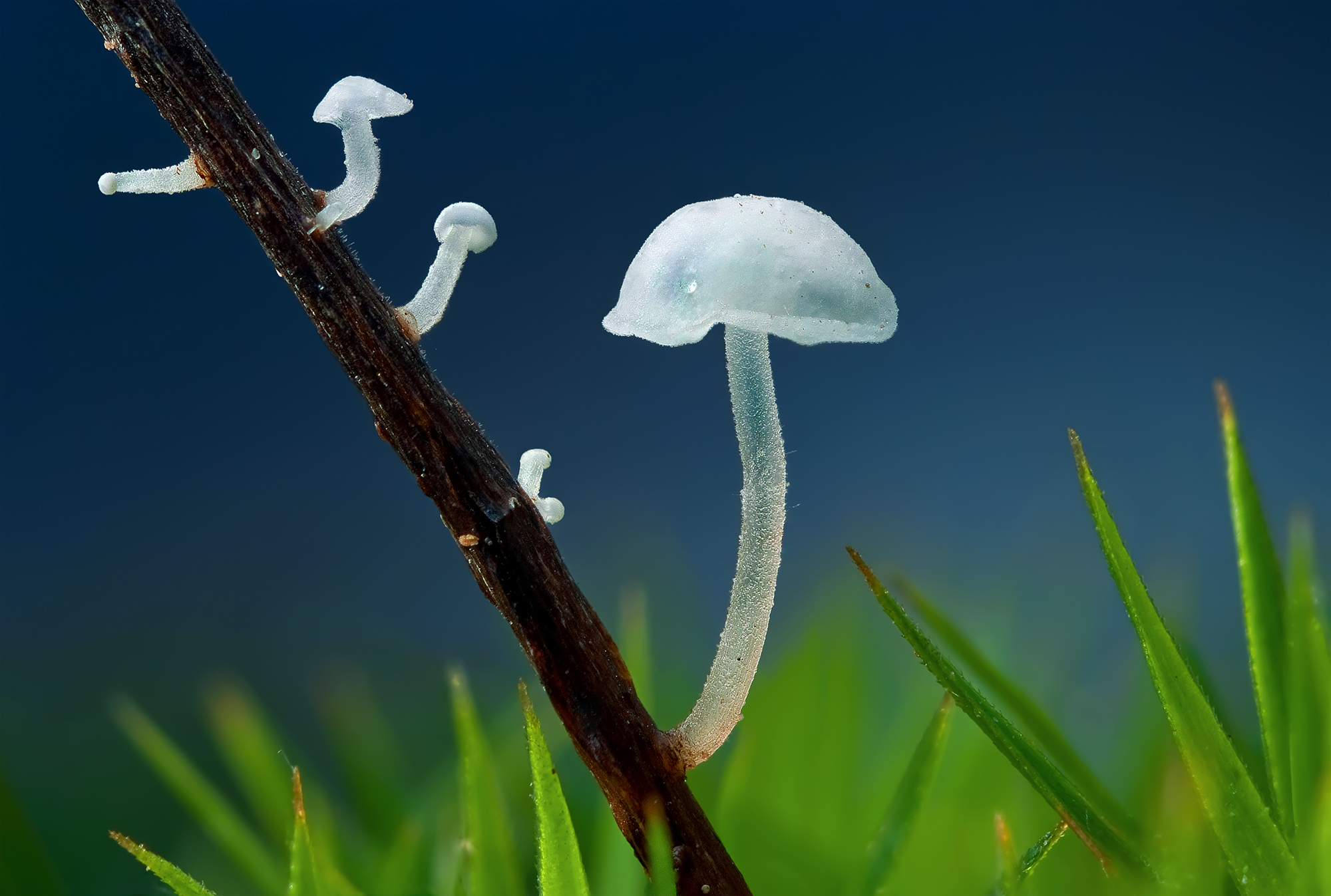 nature, mushrooms, depth of field - desktop wallpaper