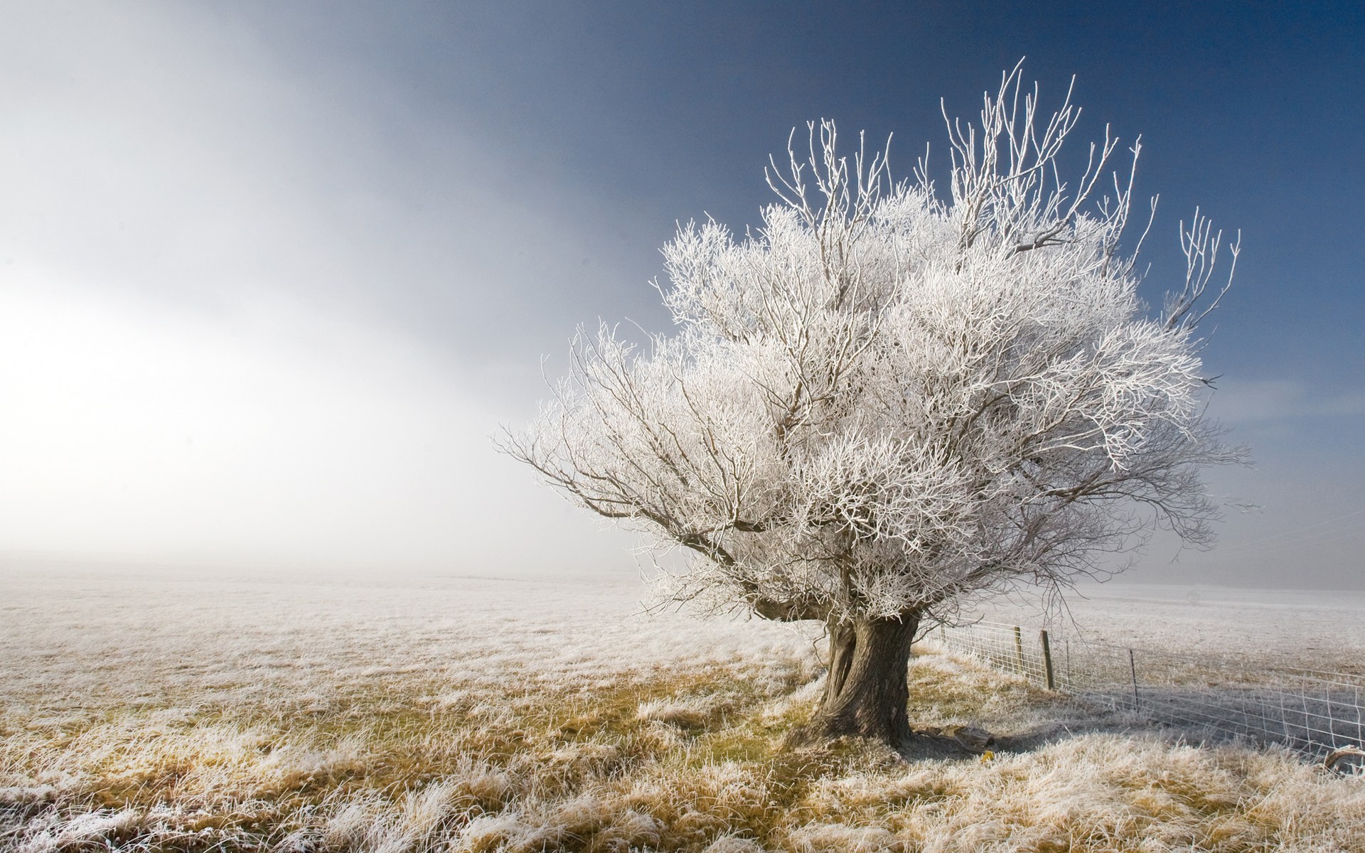 trees, frost - desktop wallpaper