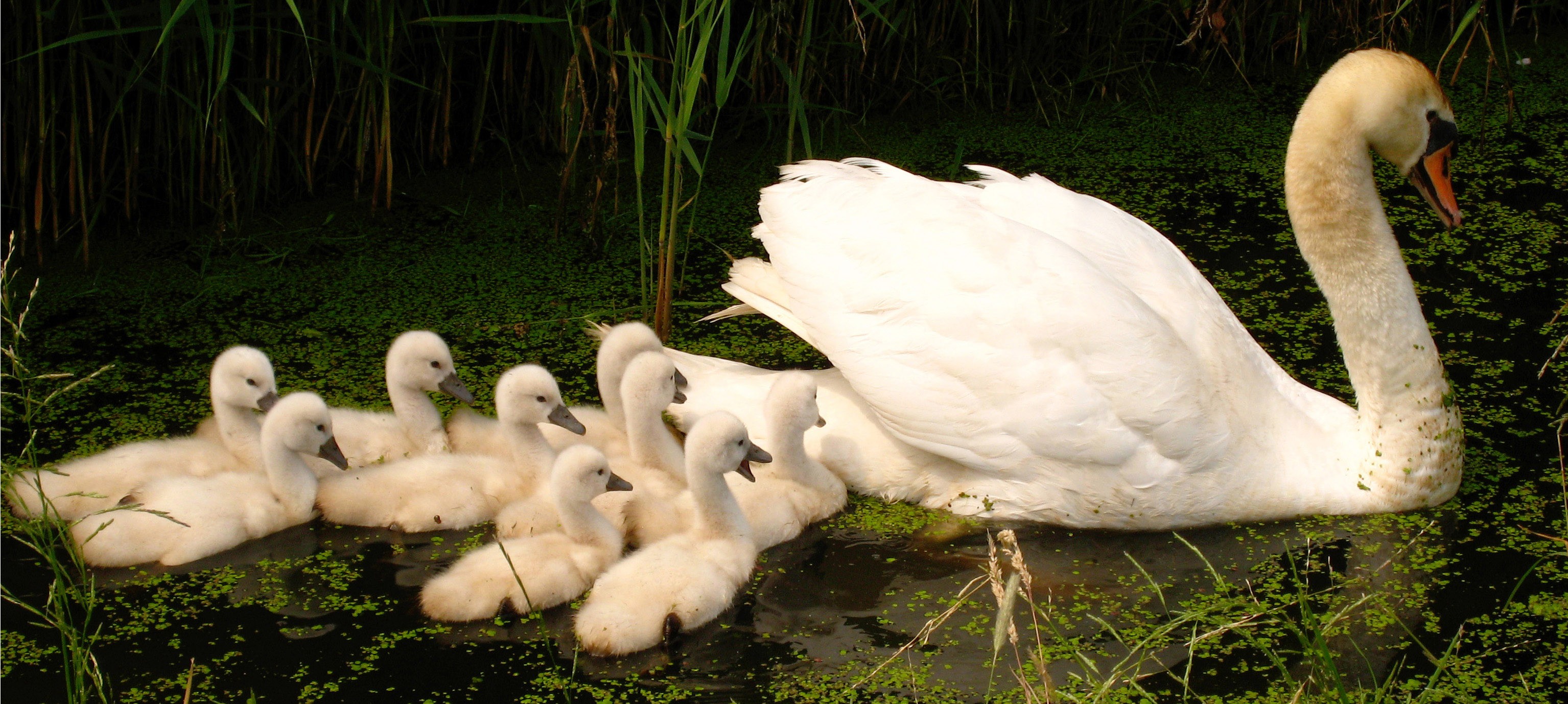 white, birds, animals, swans, baby birds - desktop wallpaper