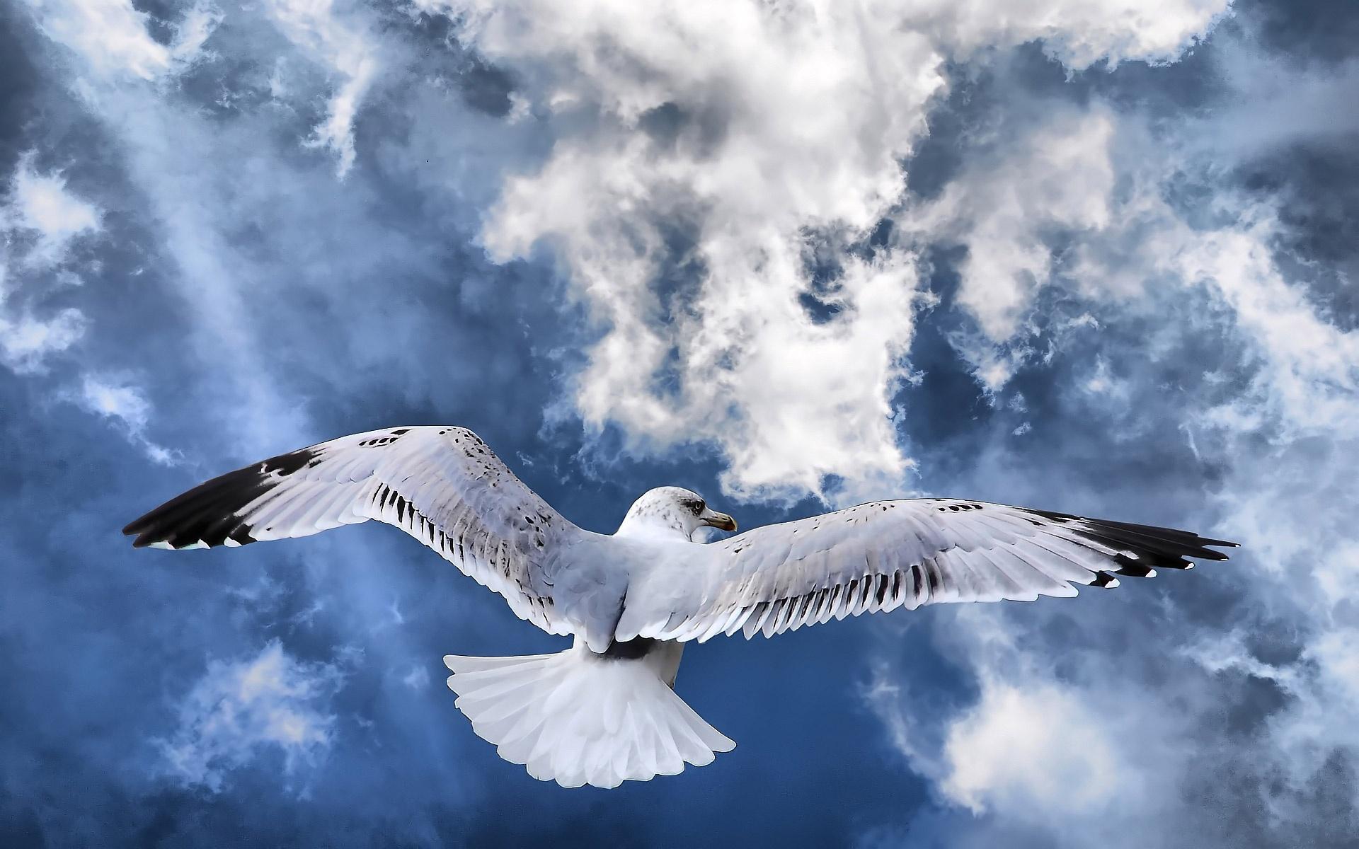 nature, birds, skyscapes - desktop wallpaper