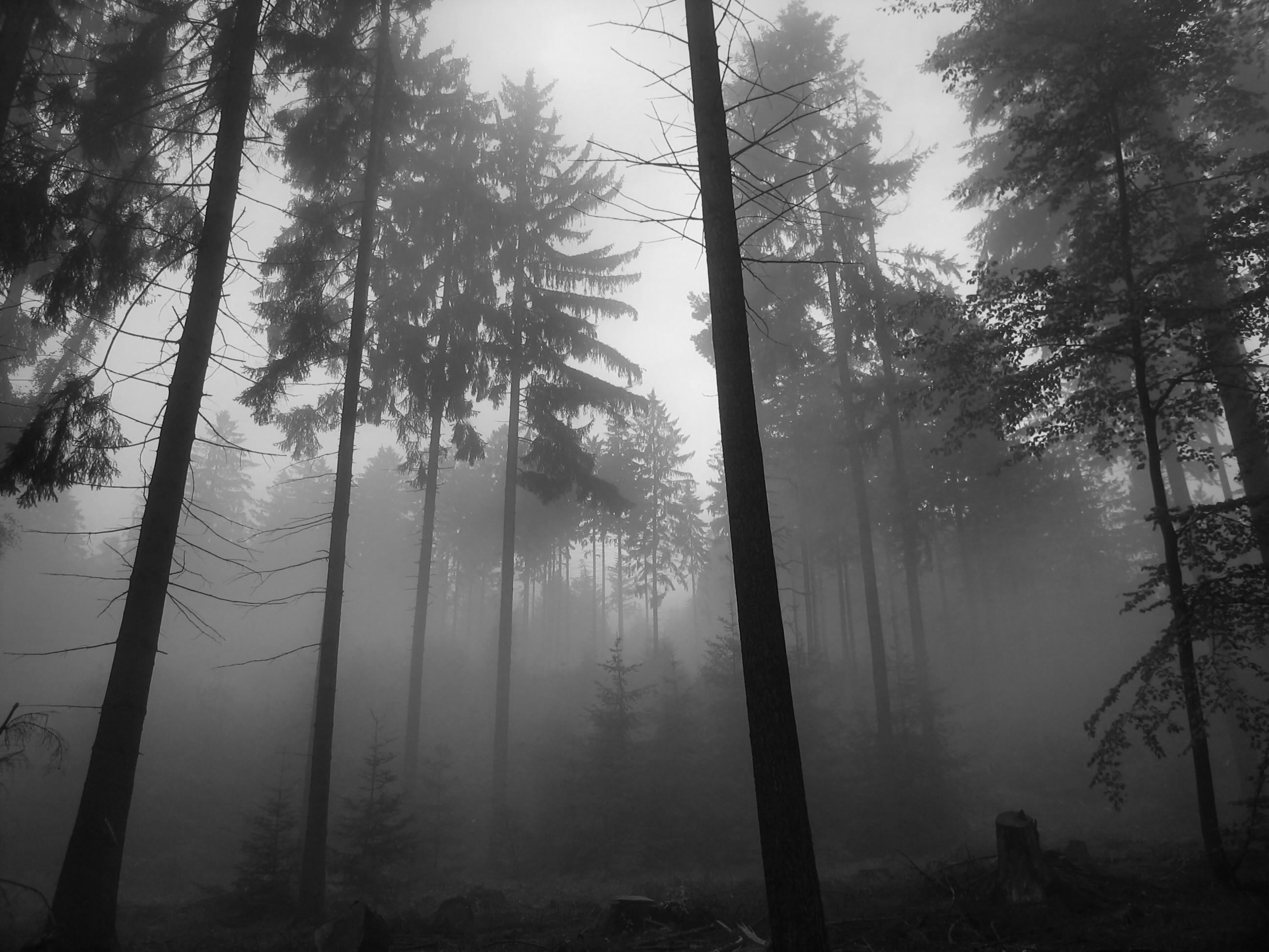 dark, forests, grayscale, monochrome - desktop wallpaper