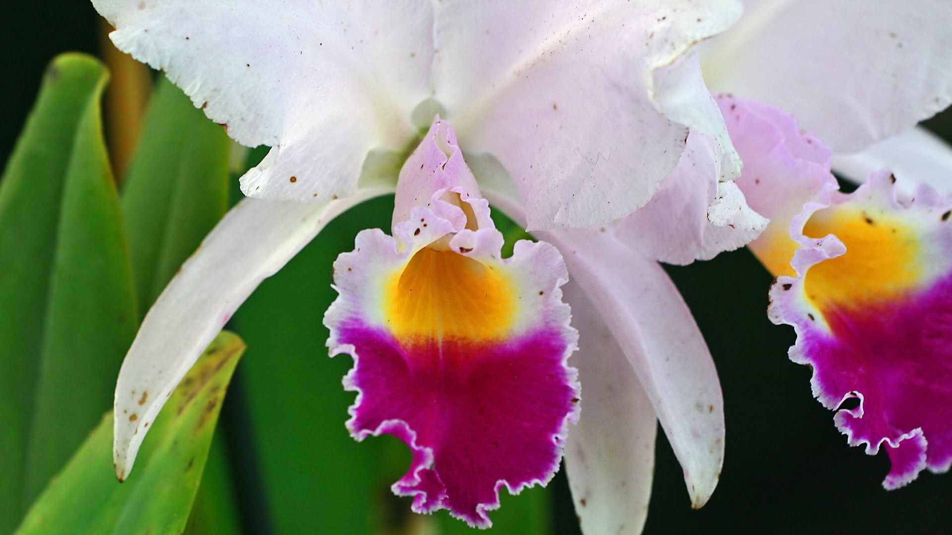 orchids - desktop wallpaper