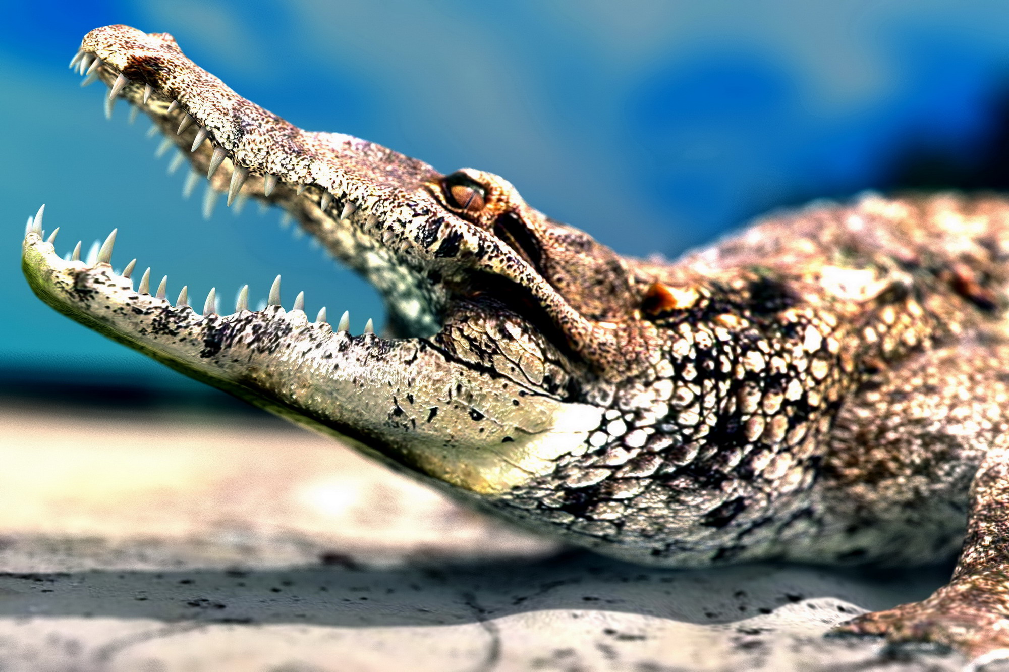 alligators, reptiles - desktop wallpaper