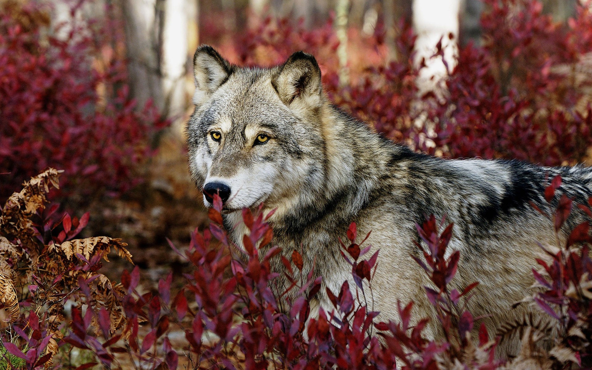 nature, forests, animals, wolves - desktop wallpaper