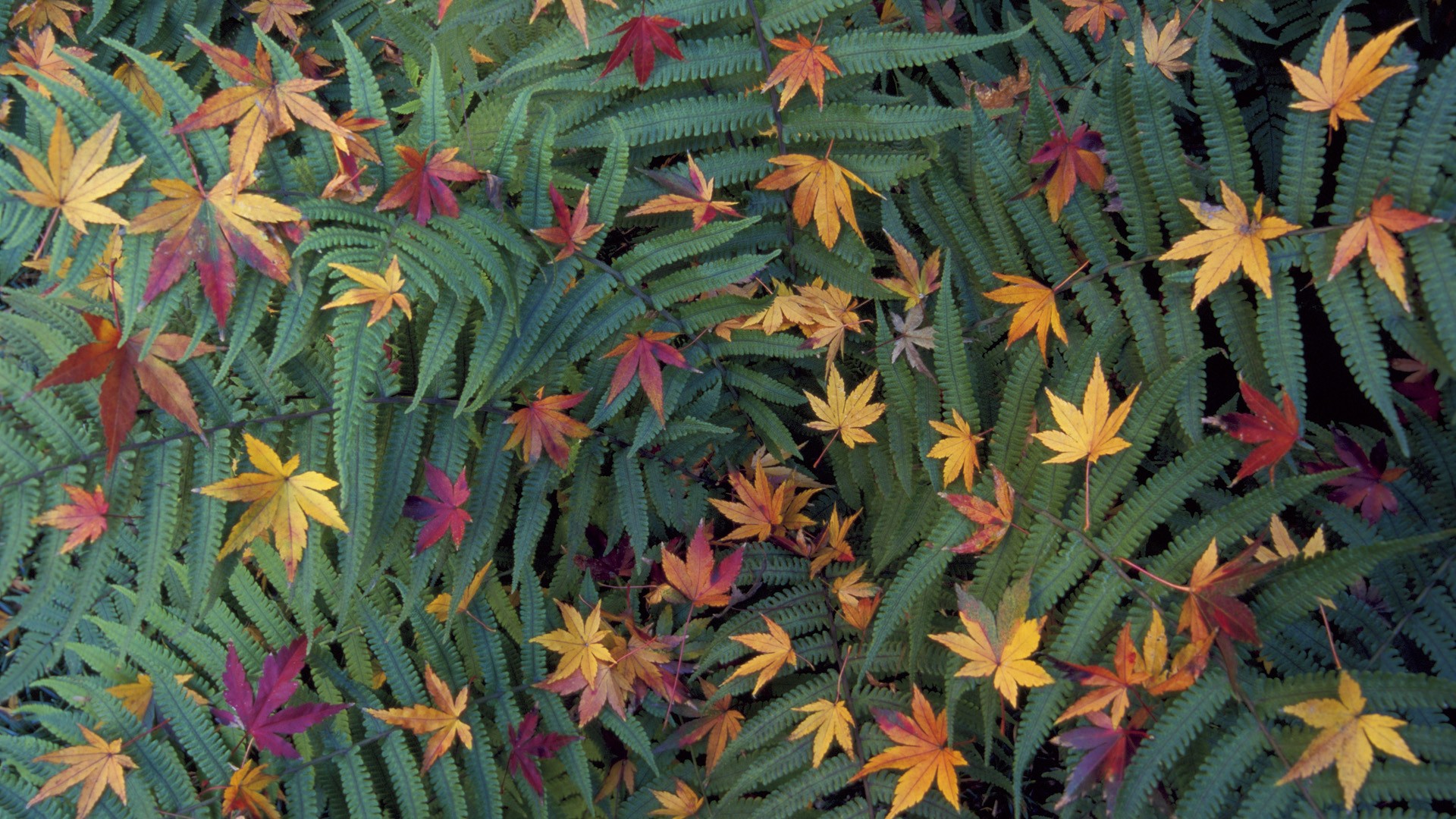 green, Japan, Tokyo, leaves, Japanese, ferns, fallen leaves - desktop wallpaper