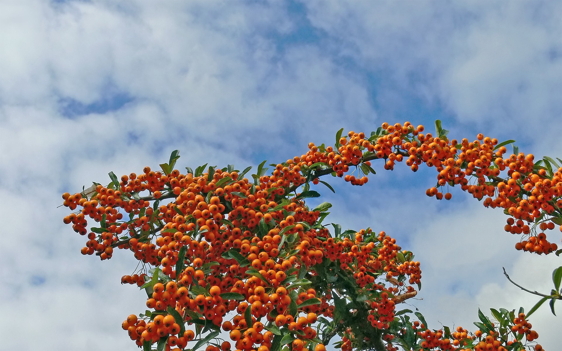 nature, fruit trees - desktop wallpaper