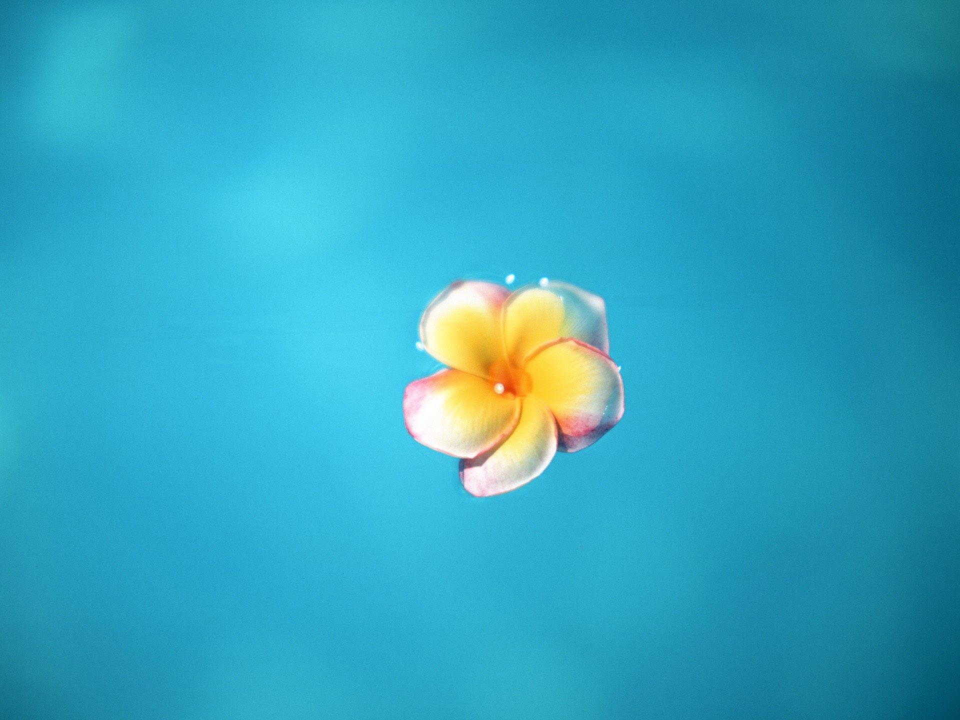 water, flowers, plumeria - desktop wallpaper