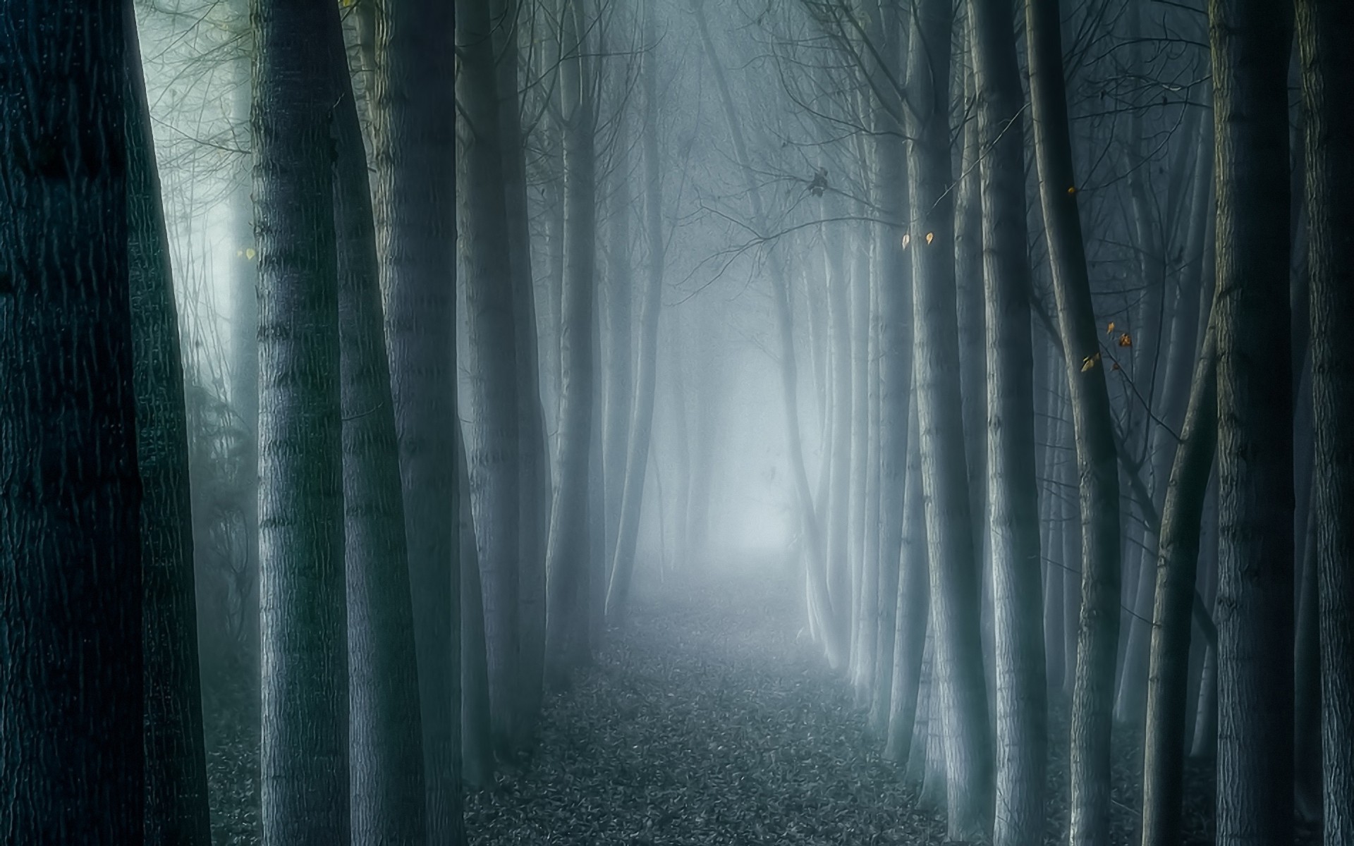 trees, forests, fog, mist, eerie - desktop wallpaper