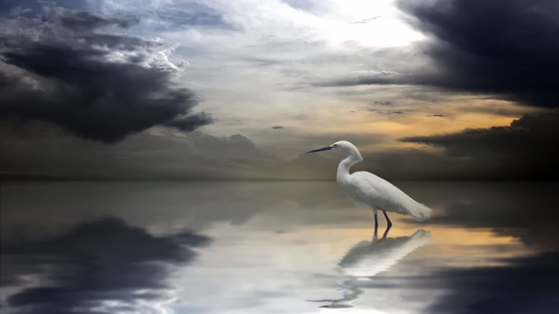 clouds, seagulls - desktop wallpaper