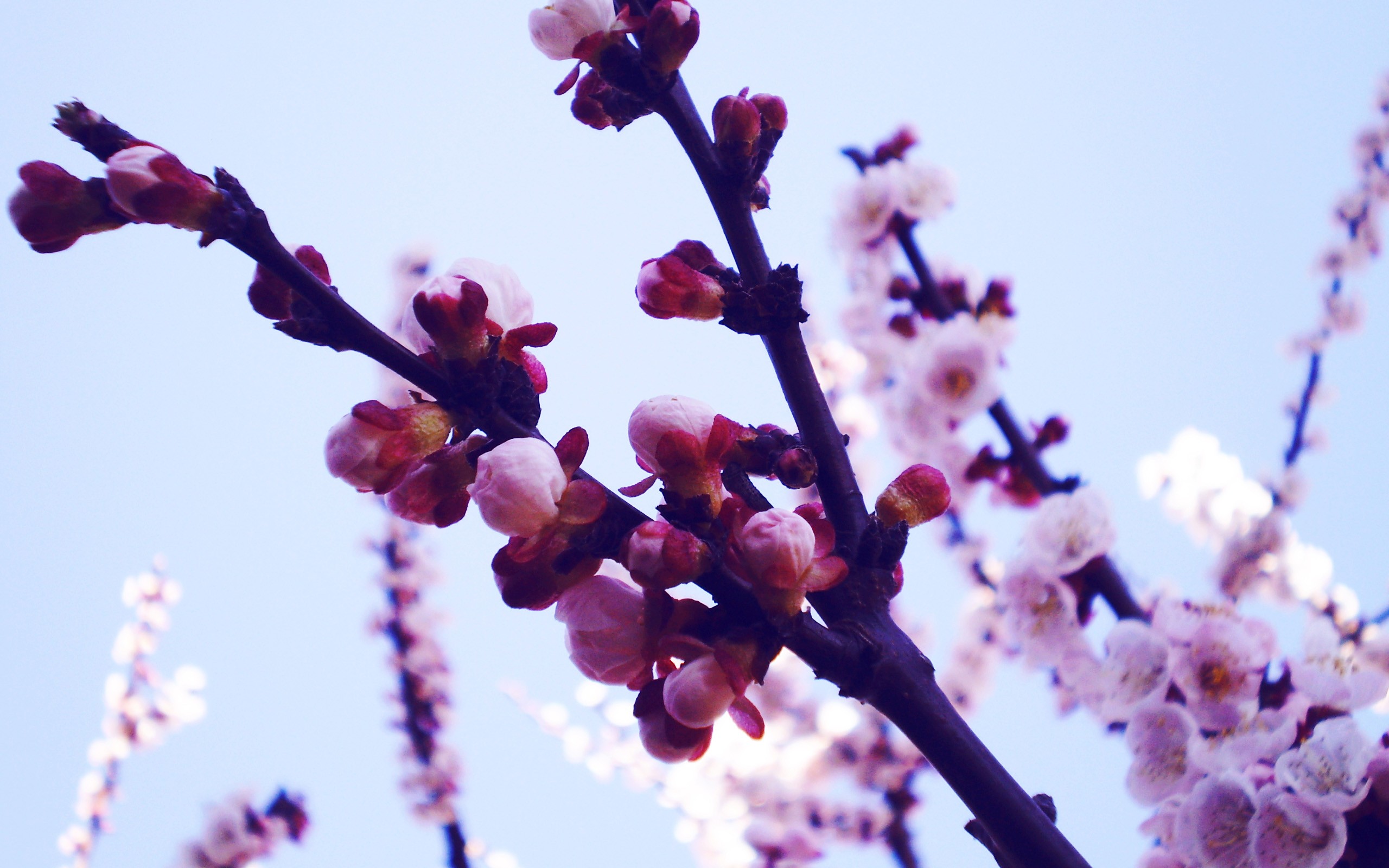 spring, blossoms - desktop wallpaper
