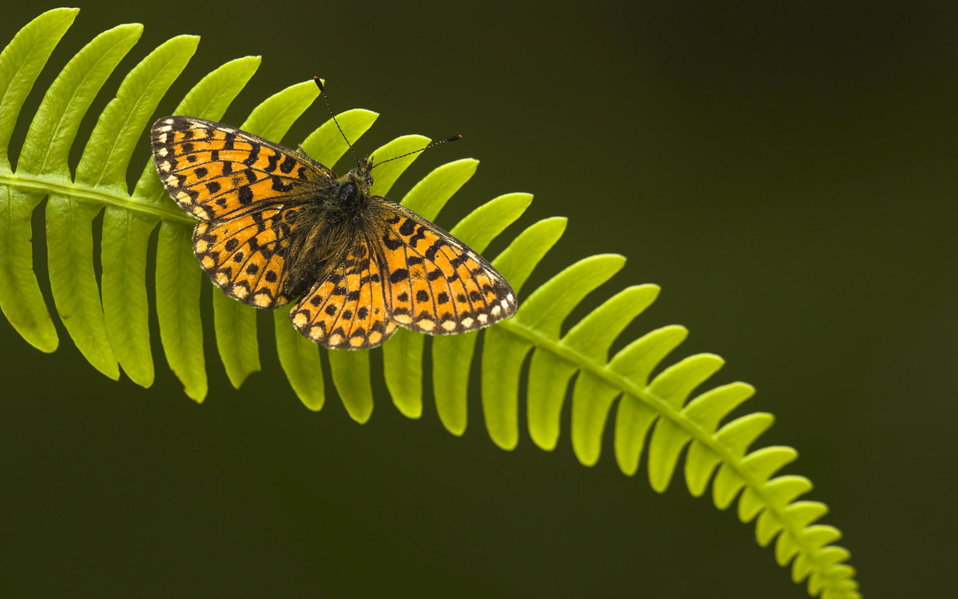 insects, ferns, butterflies - desktop wallpaper