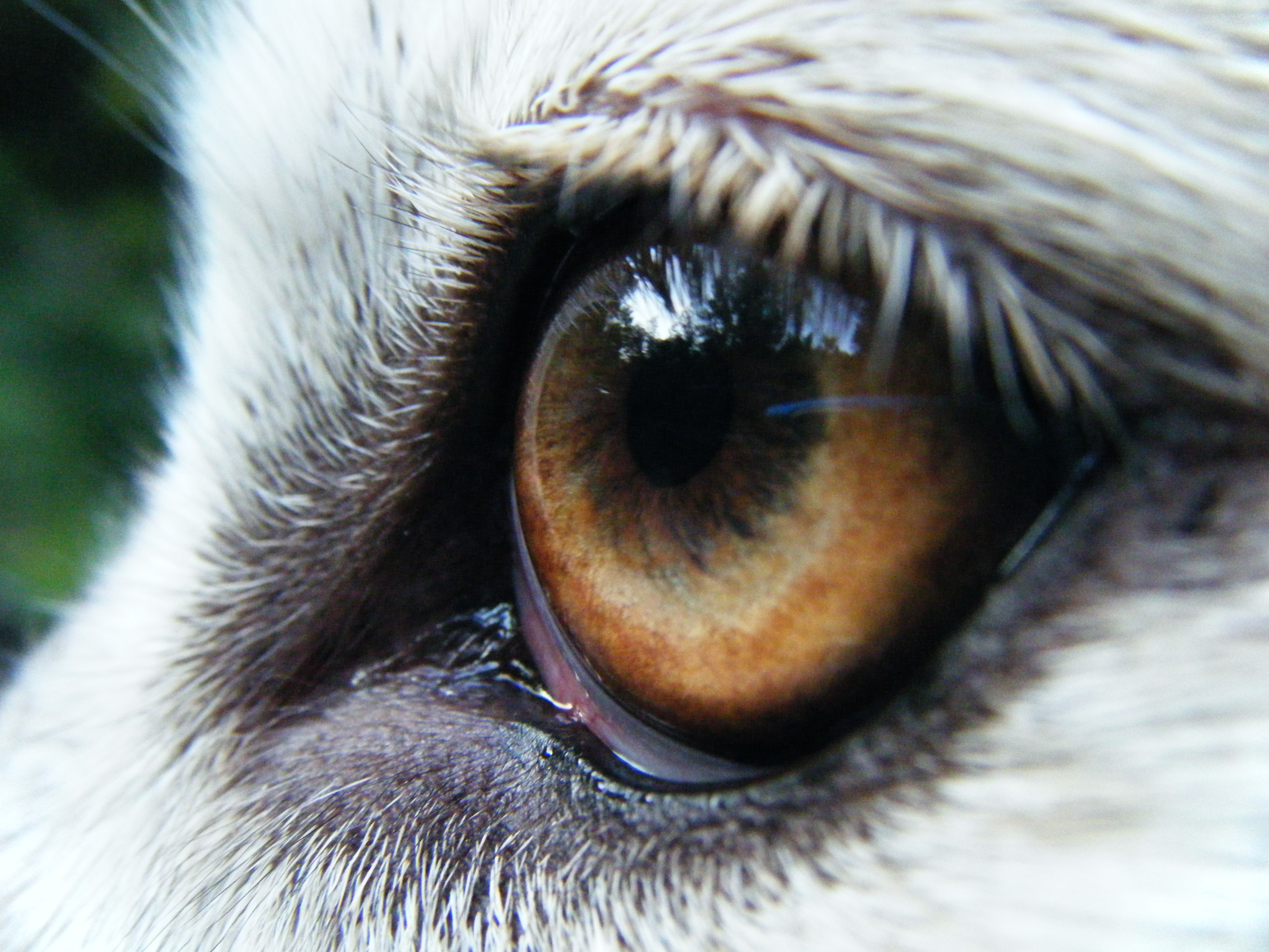 eyes, wolves - desktop wallpaper