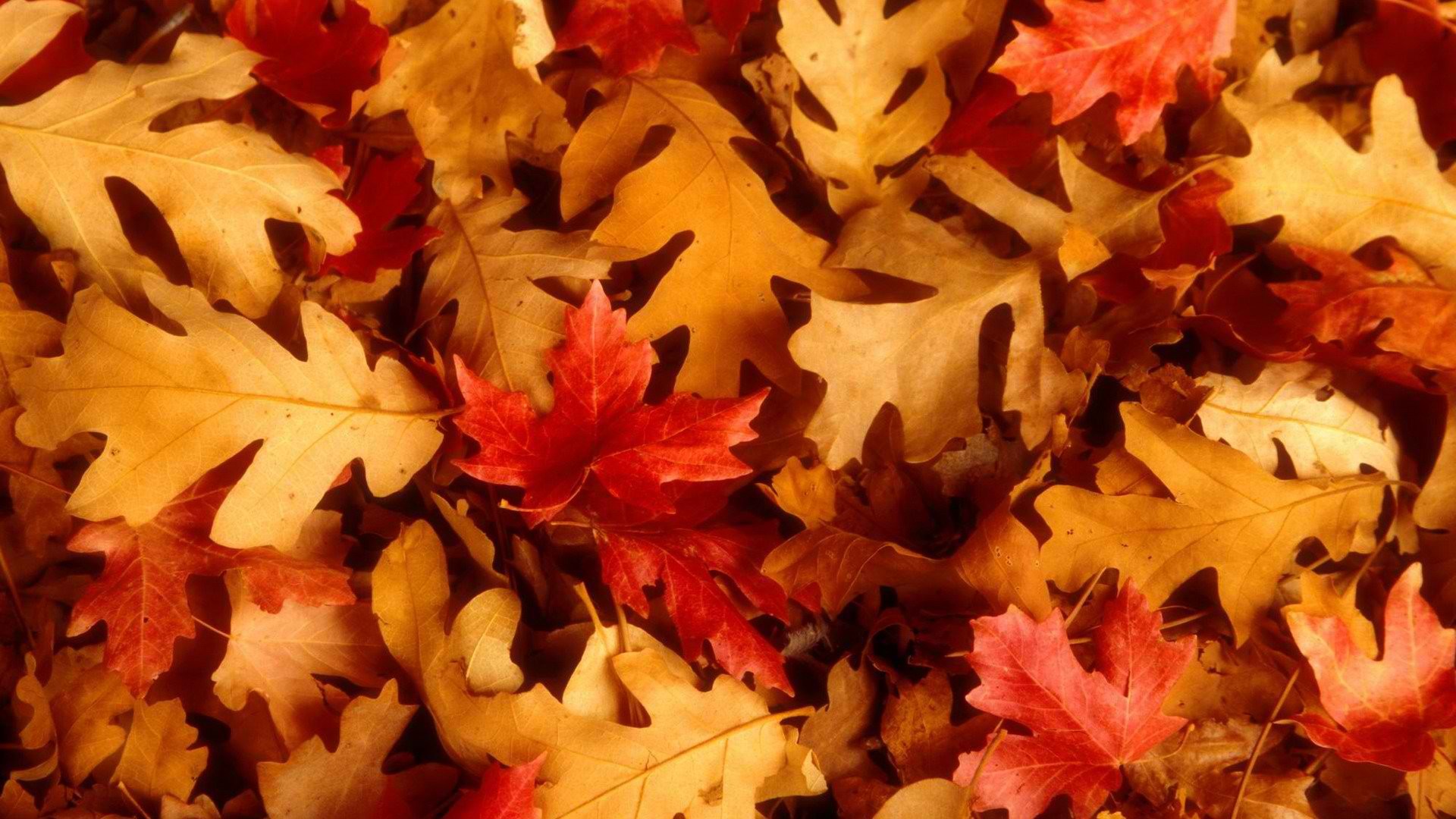 leaves, Utah, oak, fallen leaves - desktop wallpaper