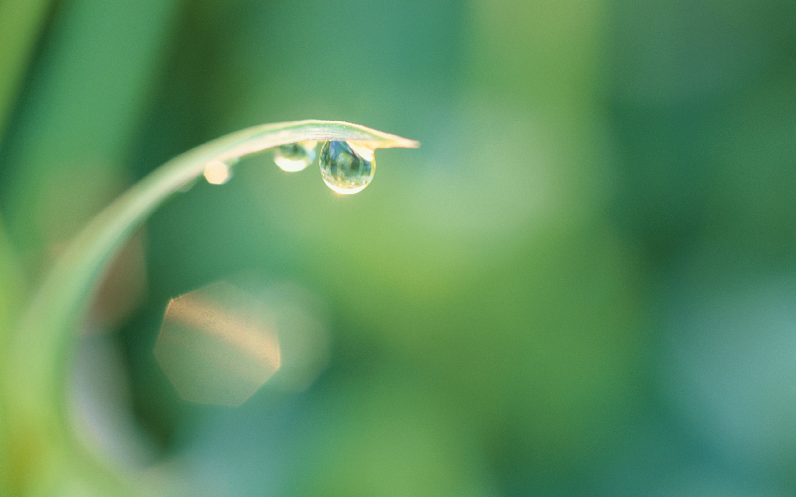 plants, water drops, depth of field, dew - desktop wallpaper
