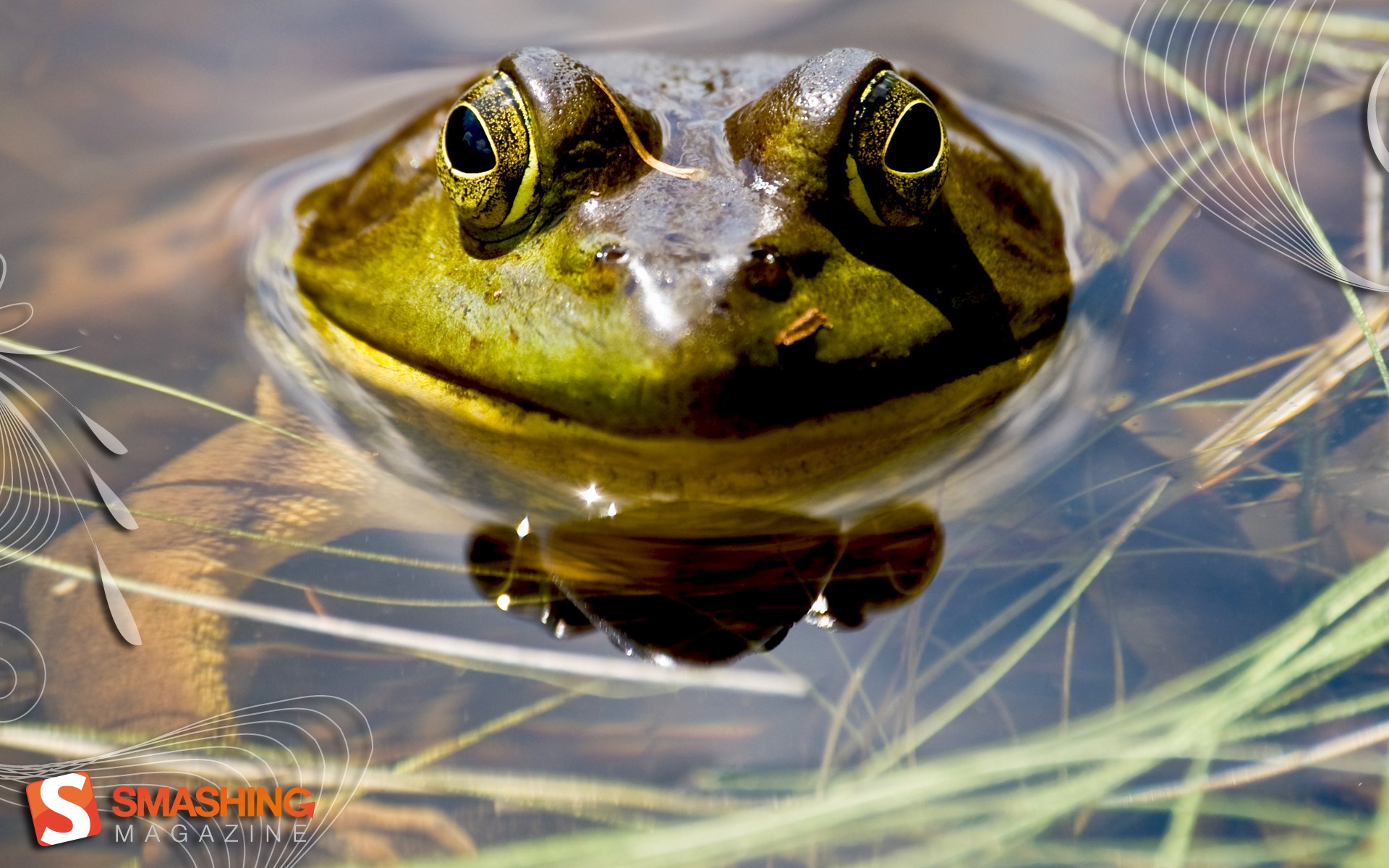 water, frogs, amphibians - desktop wallpaper