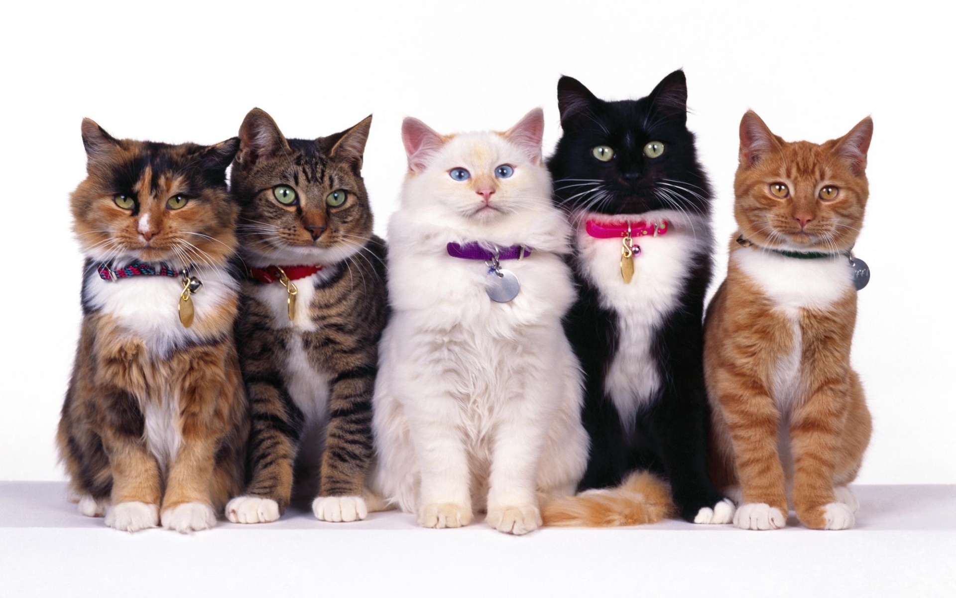 cats - desktop wallpaper