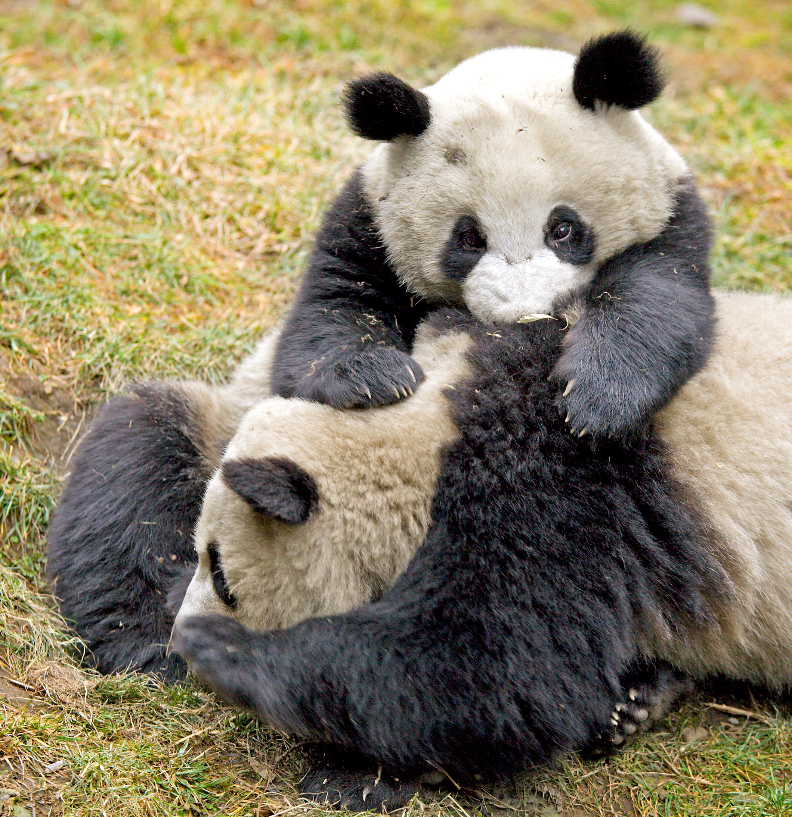 Great panda. Панда и коала. Фото коалы и панды. Фото панды и коалы вместе. Кошачья Панда.