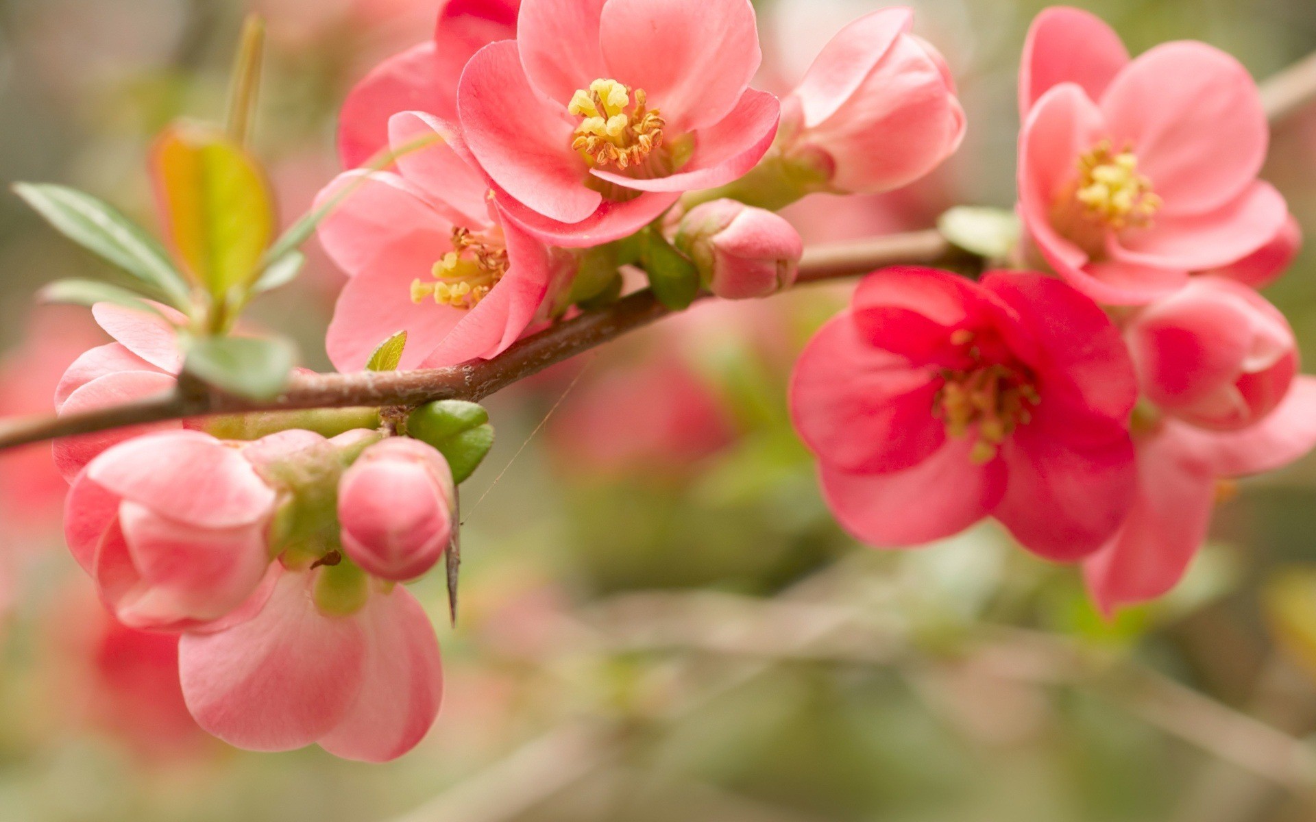 nature, blossoms - desktop wallpaper