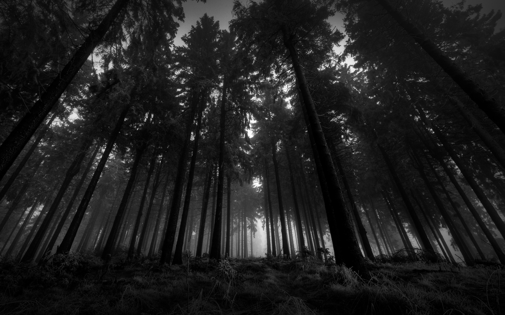 black and white, landscapes, nature, trees - desktop wallpaper