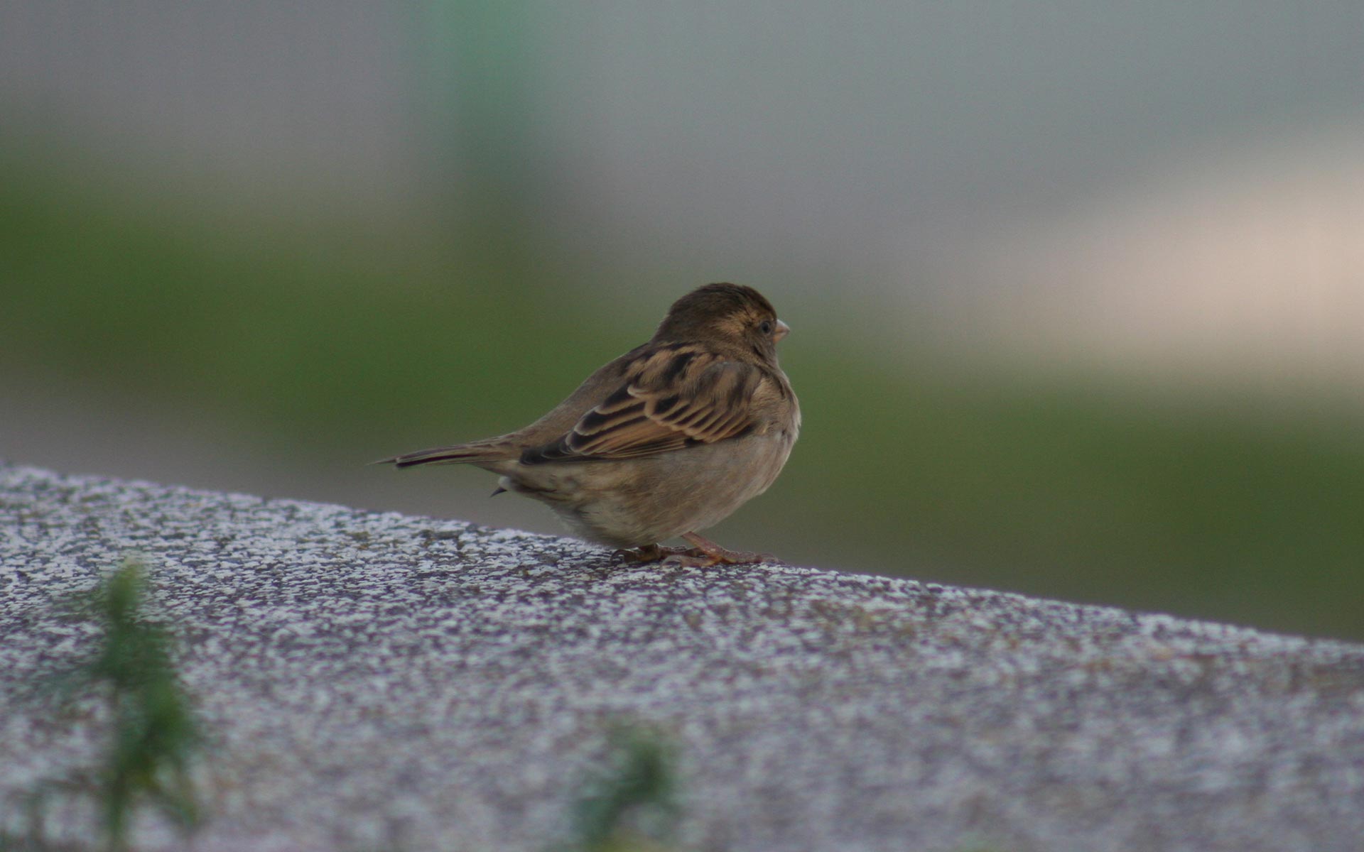 birds, sparrow - desktop wallpaper