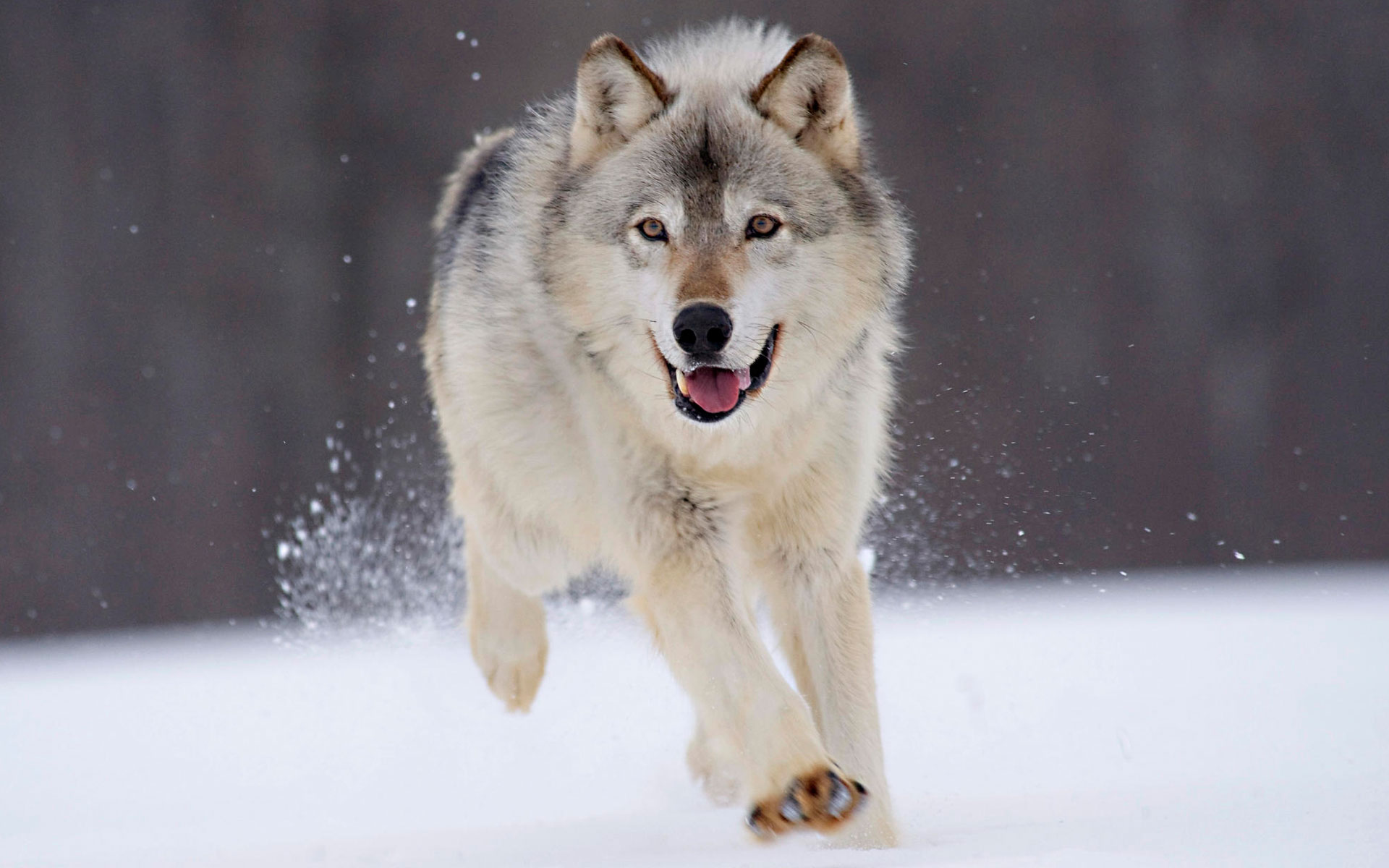 snow, animals, Minnesota, wolves - desktop wallpaper