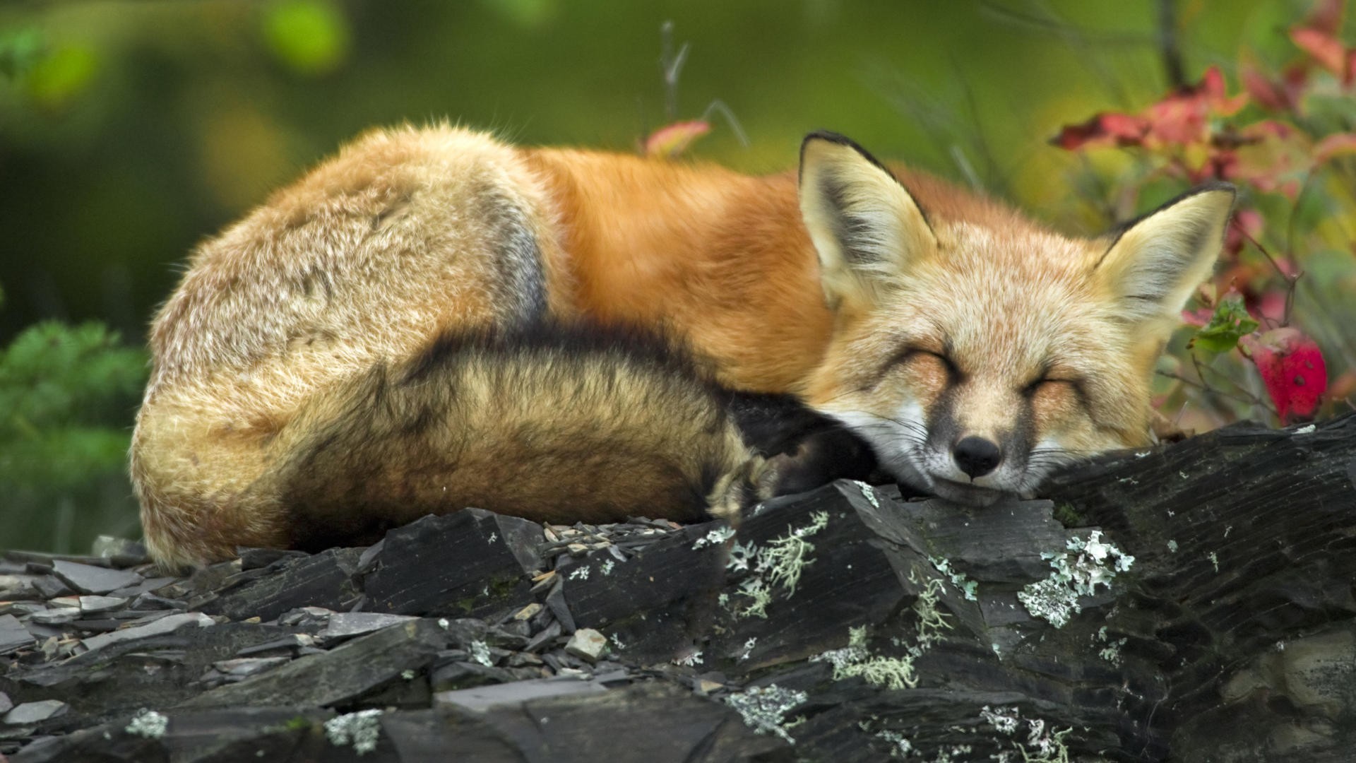 red, Minnesota, sleeping, National Park, Lake Superior, foxes - desktop wallpaper