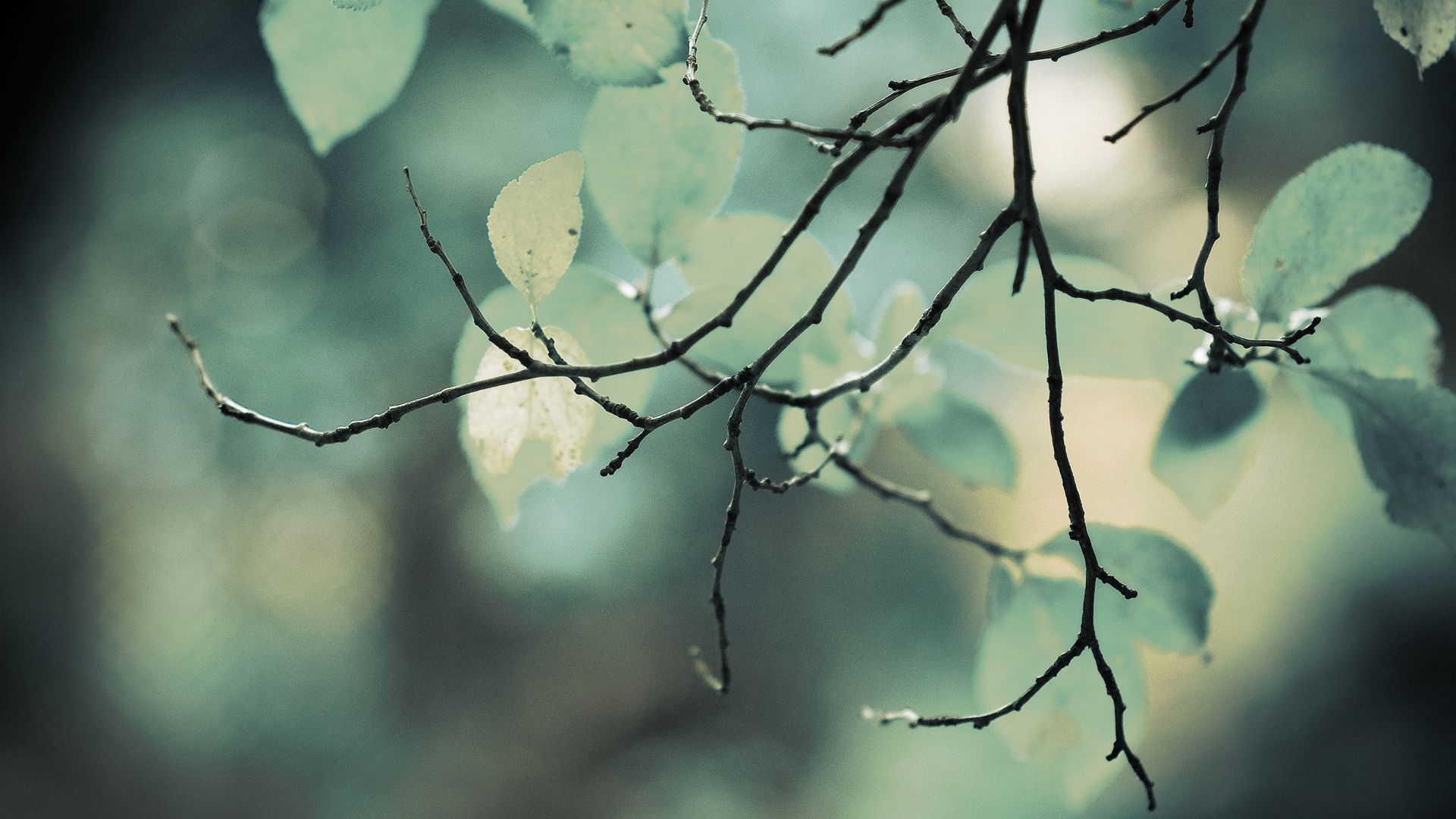 close-up, nature, trees - desktop wallpaper