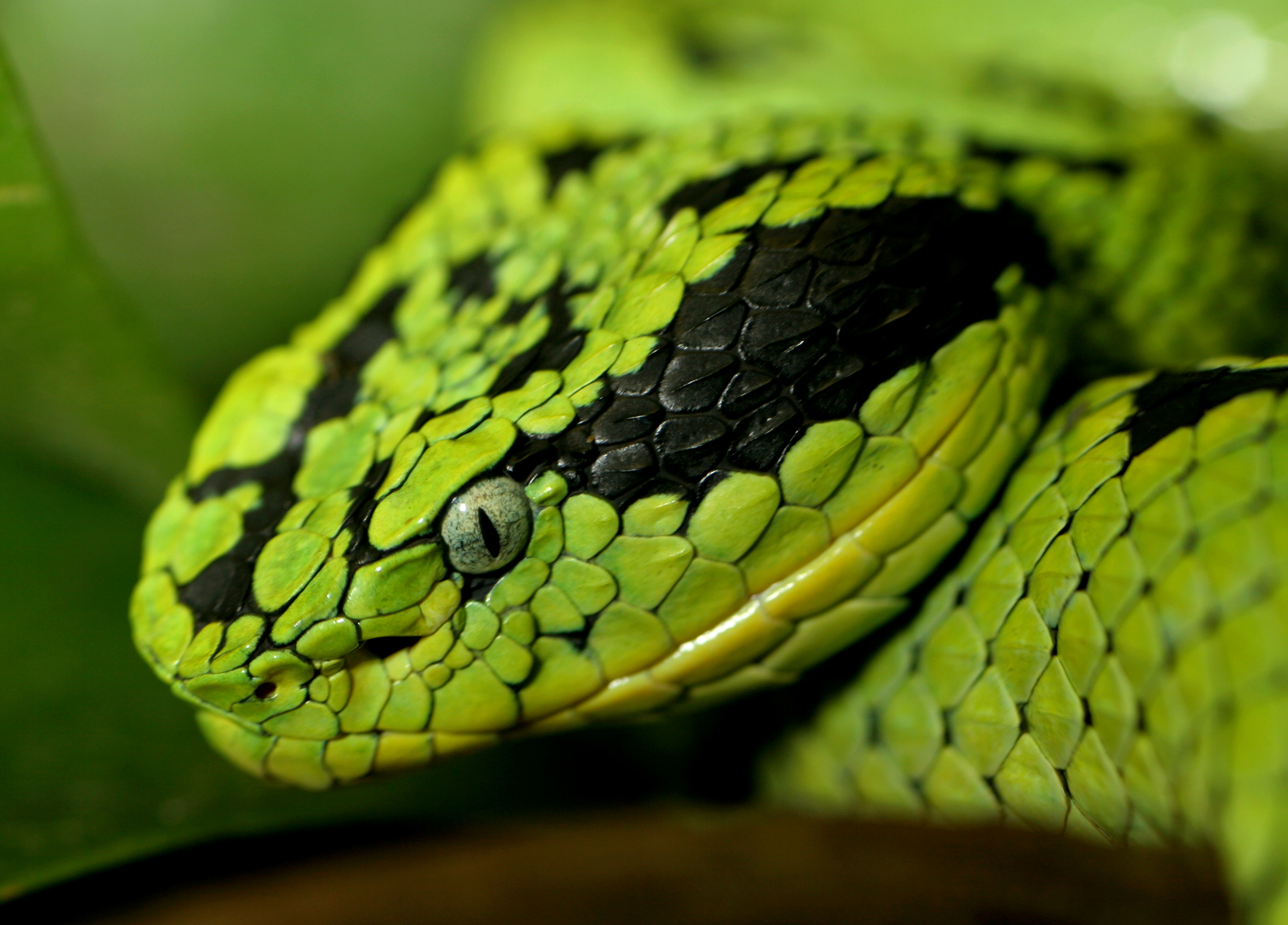 green, nature, snakes, reptiles - desktop wallpaper