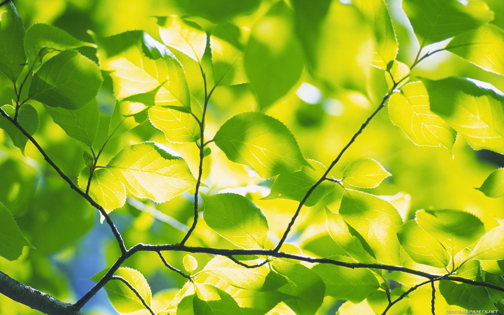 green, nature, leaves, depth of field - desktop wallpaper