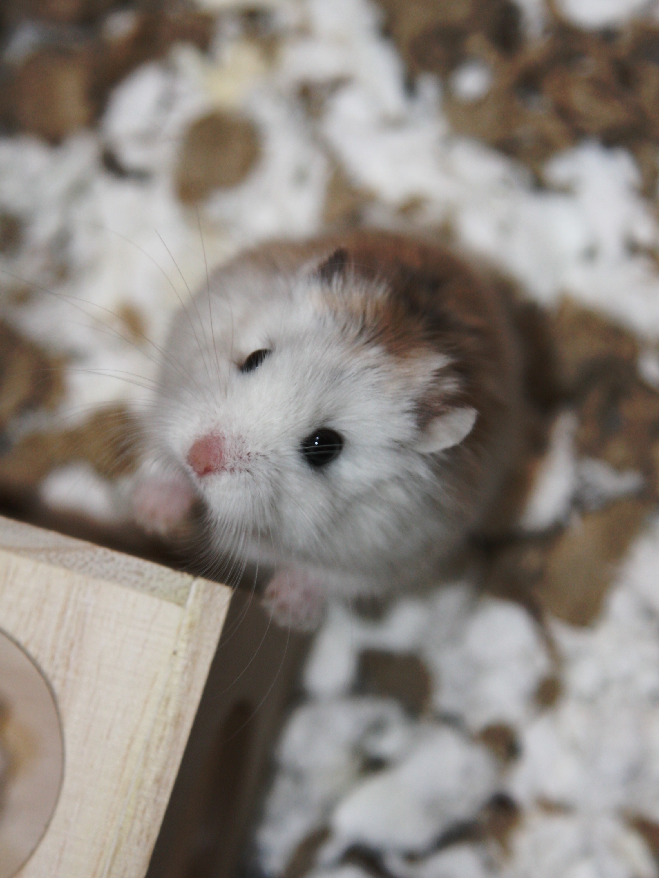 animals, hamsters - desktop wallpaper