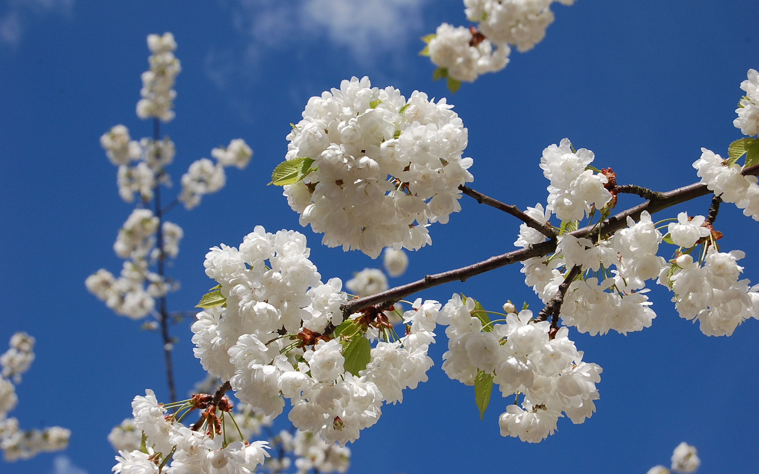 cherry blossoms, flowers, blossoms, white flowers - desktop wallpaper