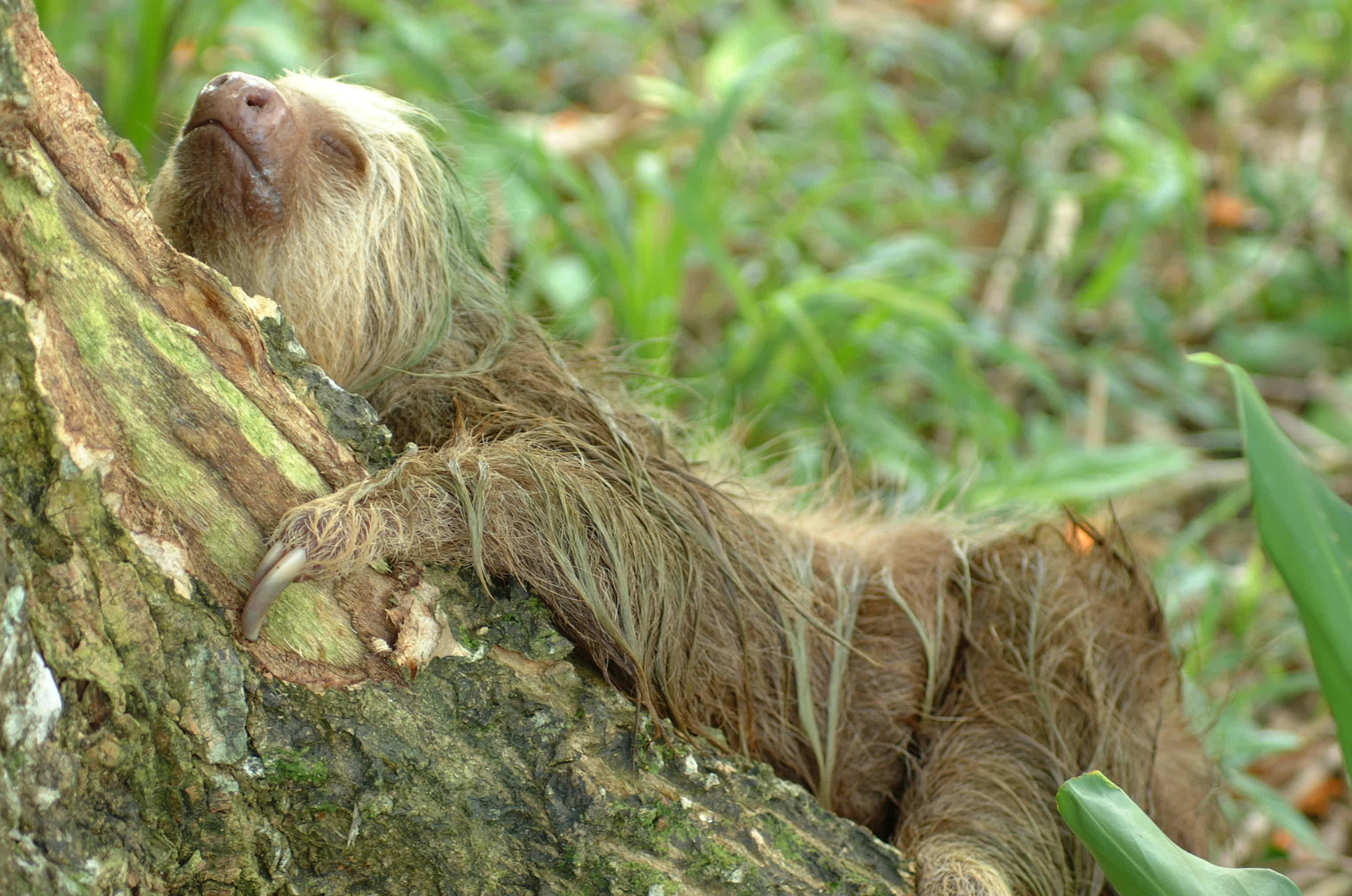 animals, sloth - desktop wallpaper
