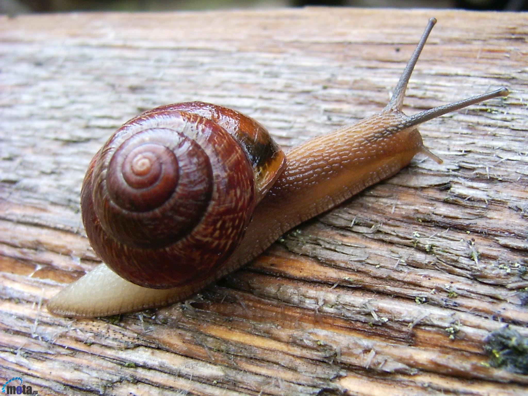 animals, snails, molluscs - desktop wallpaper