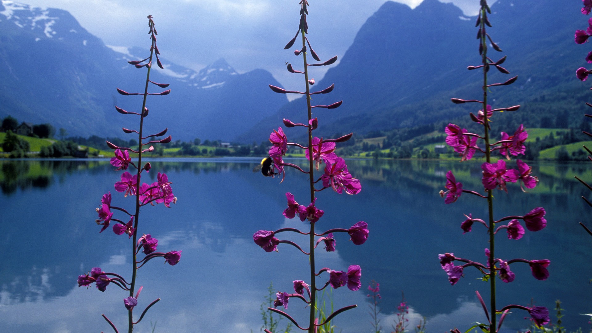 Цветы норвегии. Нац цветок Норвегии. Вереск в Норвегии. Растения Норвегии.
